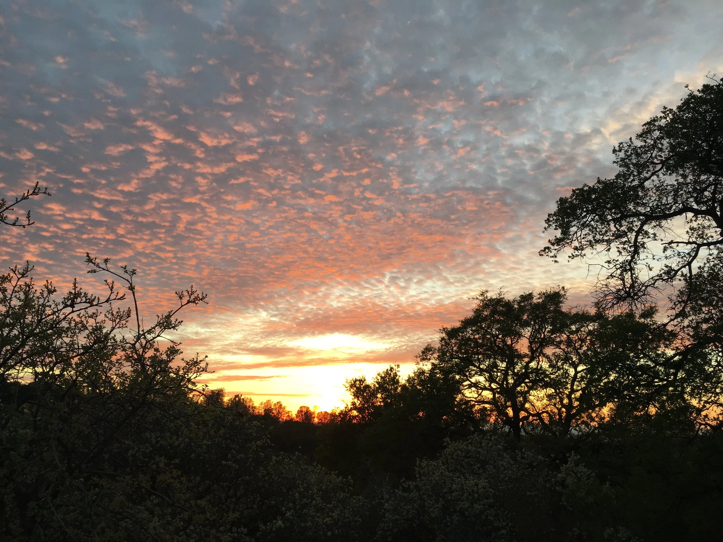 A sunset with a sky scattered with pink and orange clouds, silhouettes of trees and bushes in the foreground.