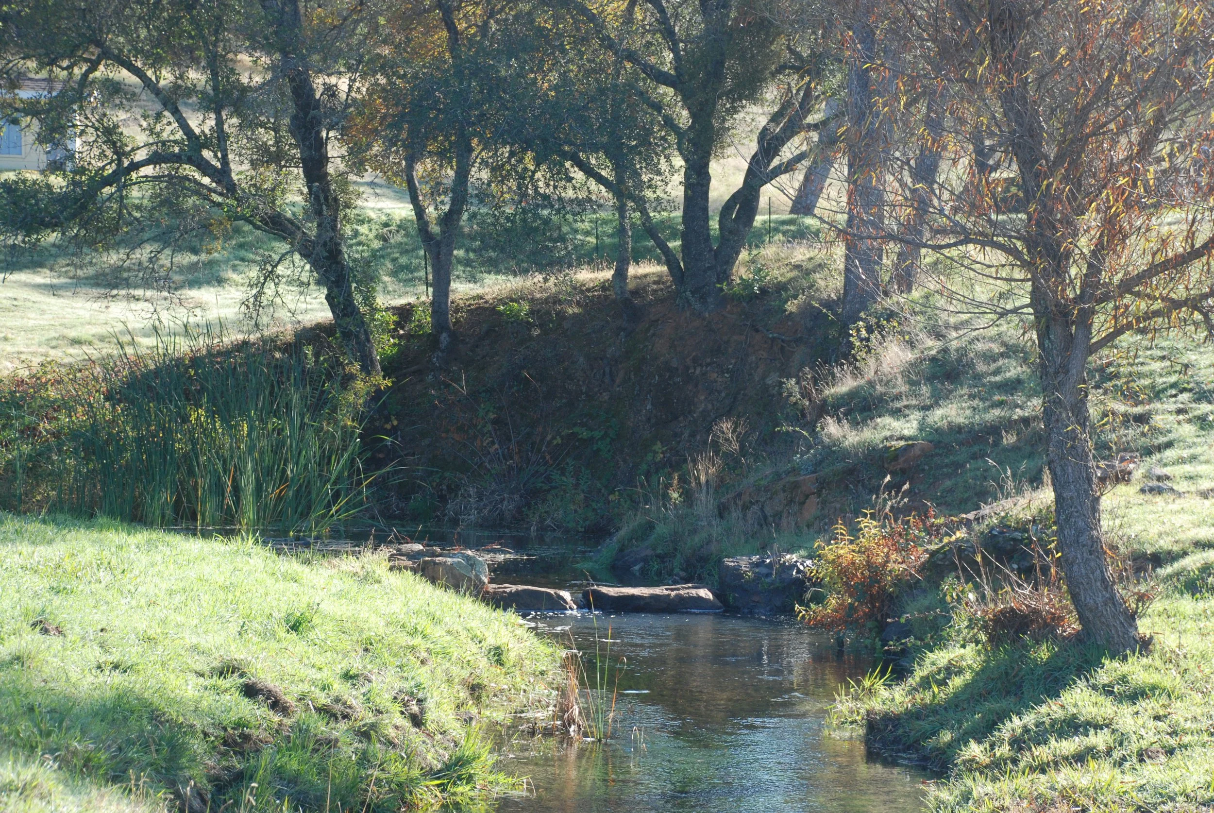 A small stream flowing through a grassy area with trees and shrubs on either side, sunlight filtering through the branches.