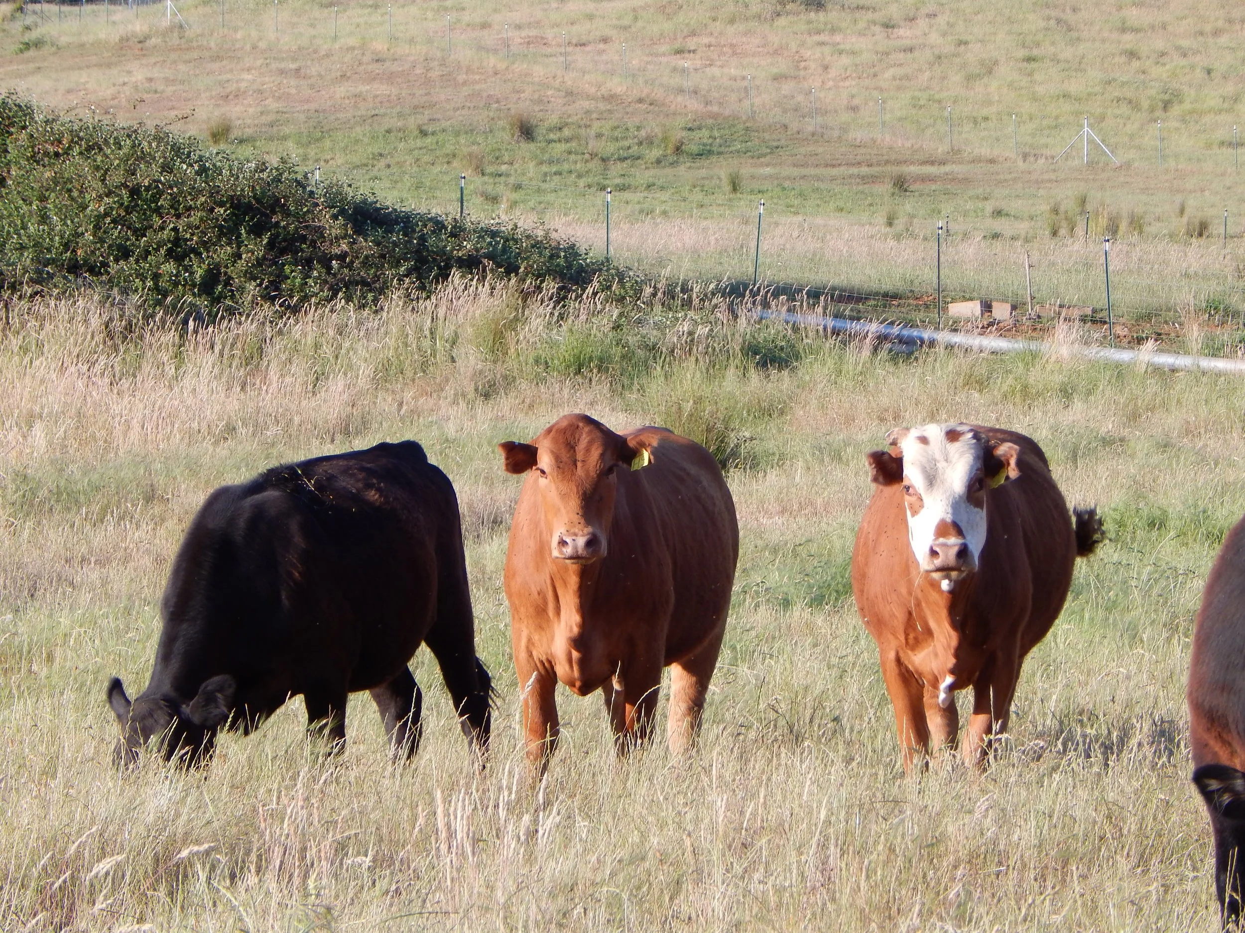 A group of Family Friendly Farms cows grazing on a grassy field with a hillside and fence in the background.