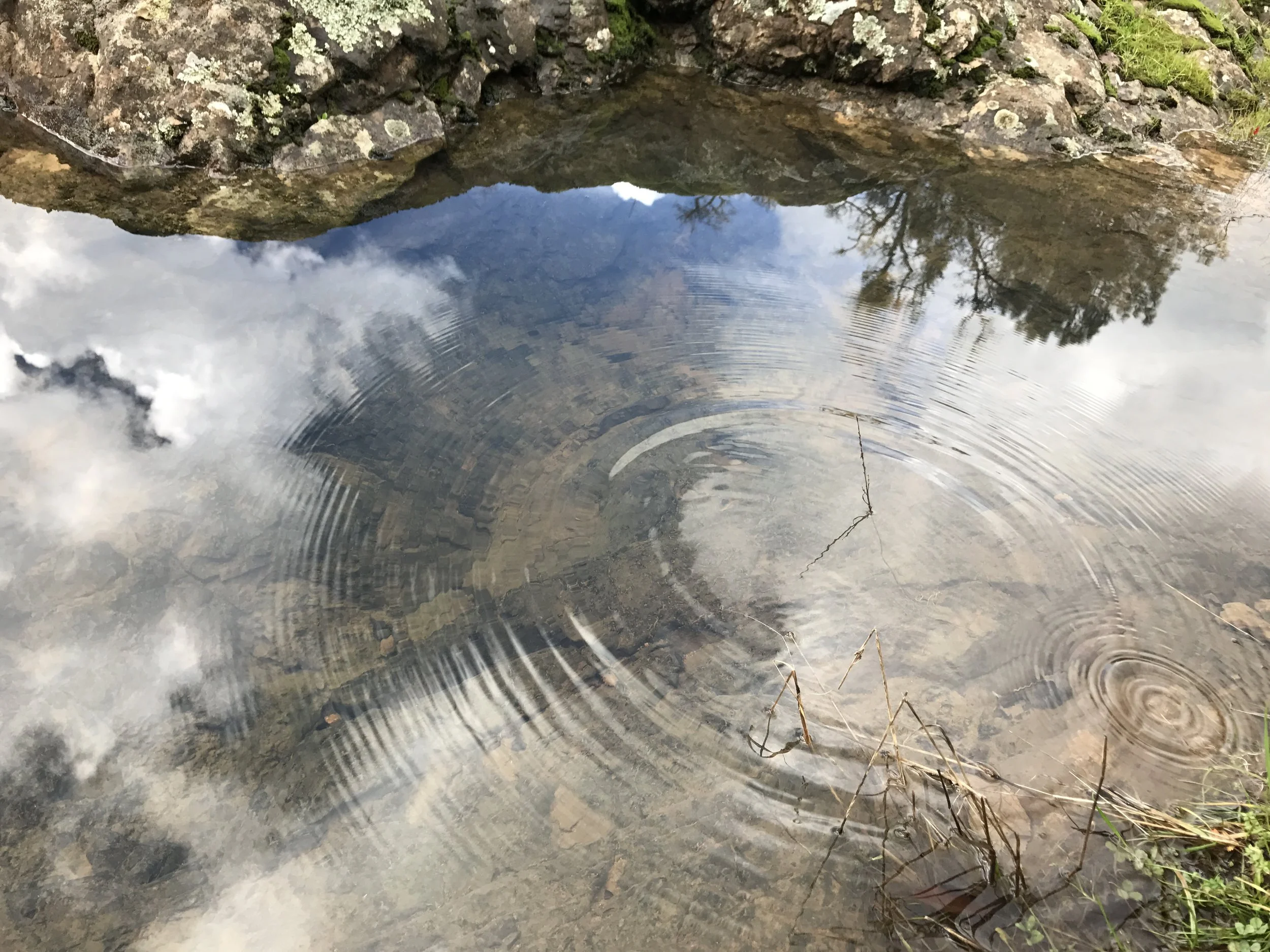 A mirror-like body of water reflecting a cloudy sky and trees, with rocks and grass along the edge.