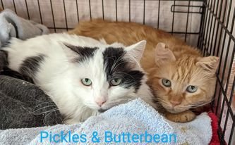 Butterbean and Pickles 01.jpg