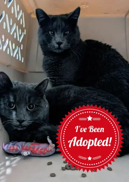 Thumbelina and Teddy (Adopted!)