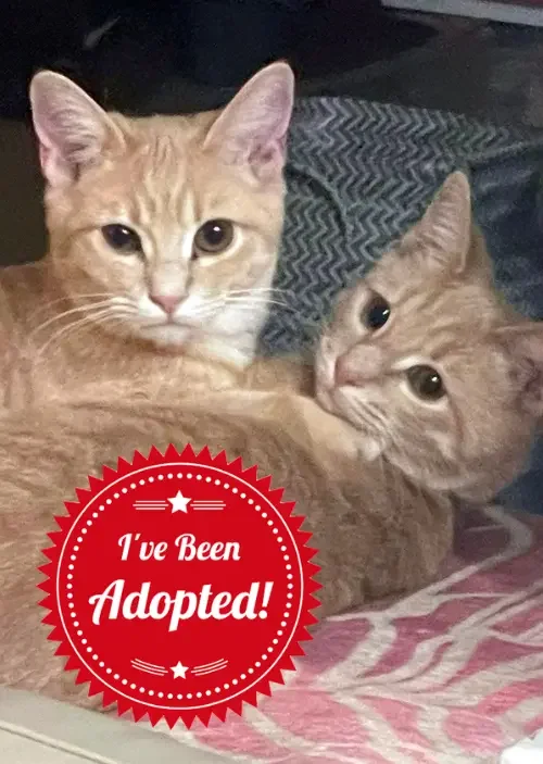 Adopted (NBL) (1).webp