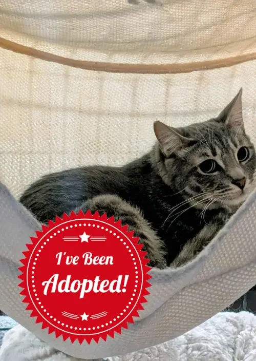 Shilo’s (Adopted!)