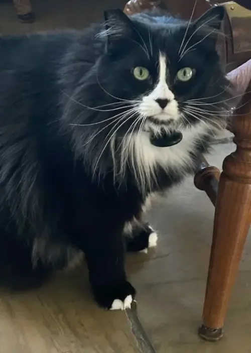 Amore/Luna’s Story