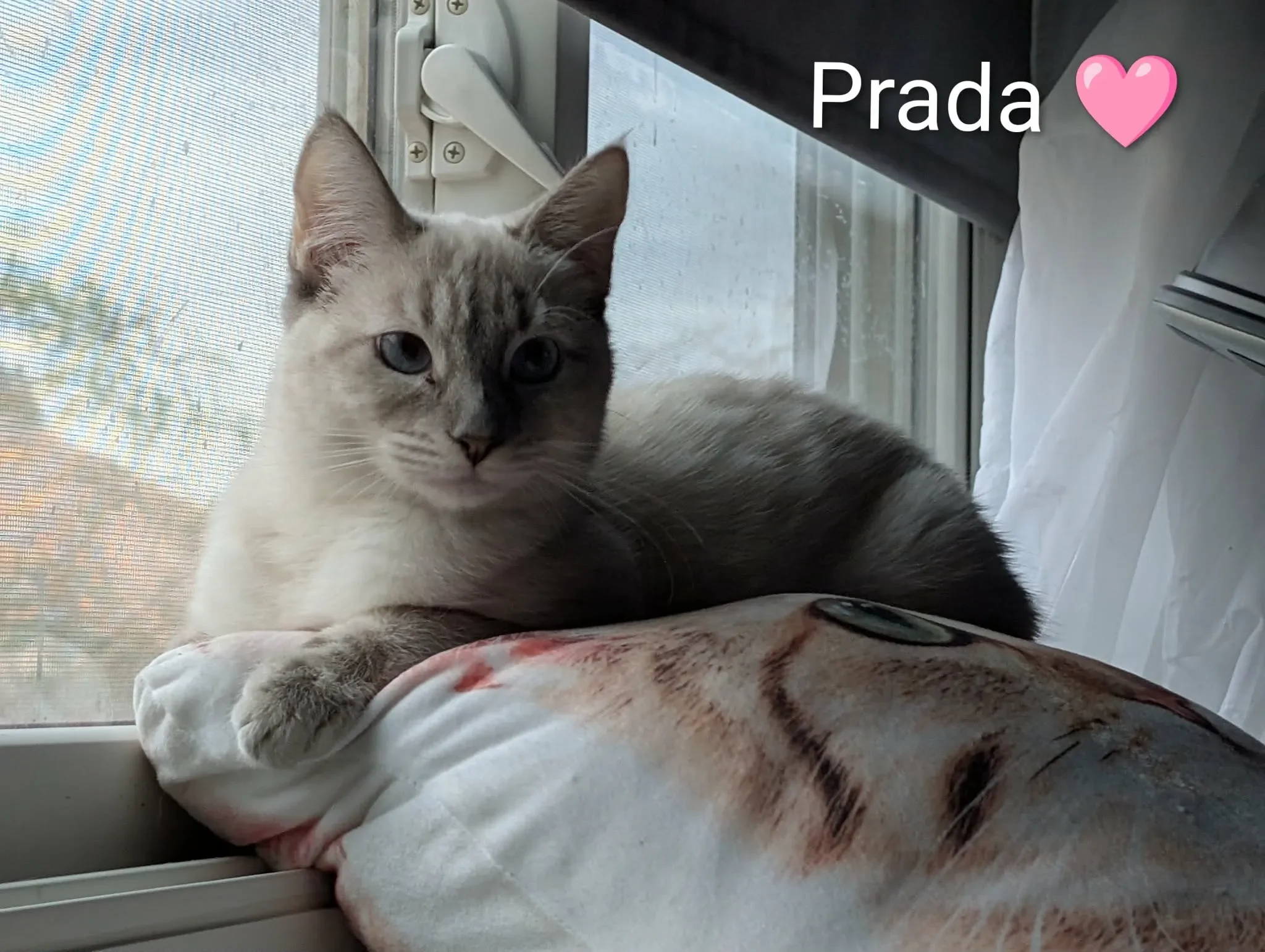 cdf2bc91-39c3-415c-a20e-e8785dd7e582 (1).webp