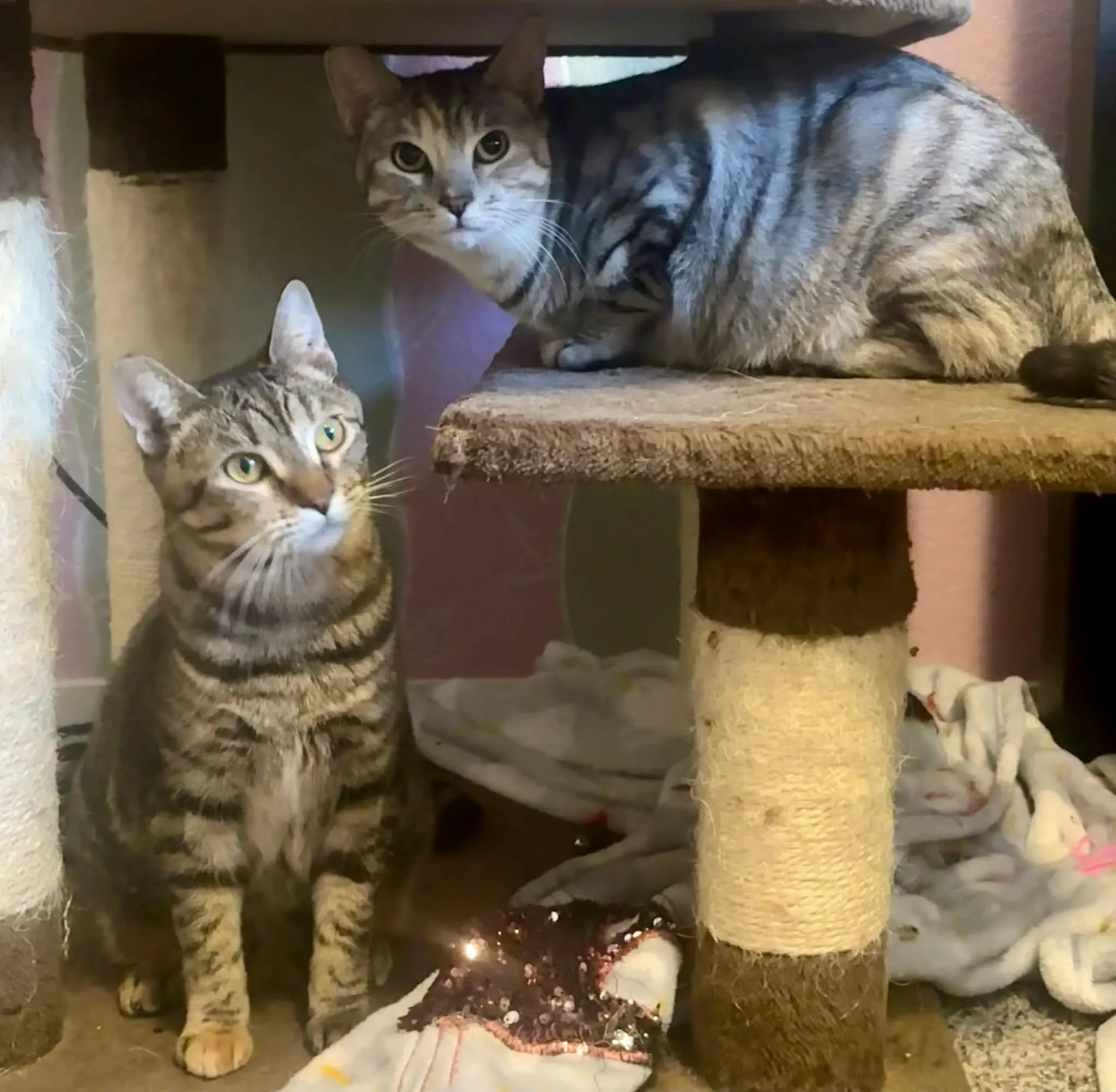 Purrancer and Wintermint