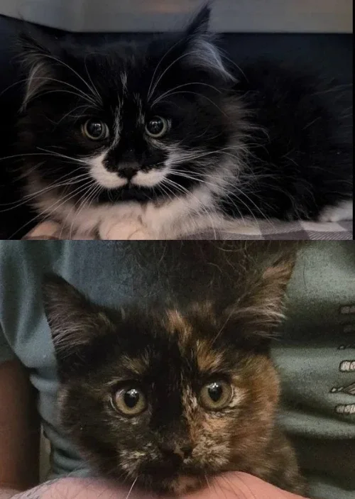 Figgy Pudding and Mistletoe