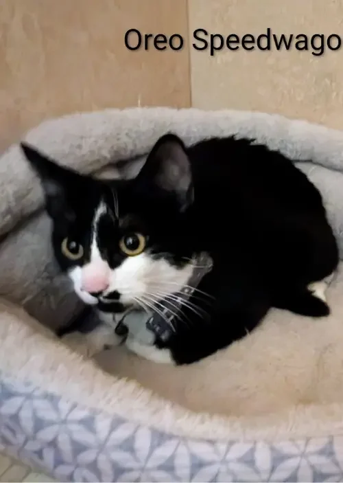 Oreo Speedwagon