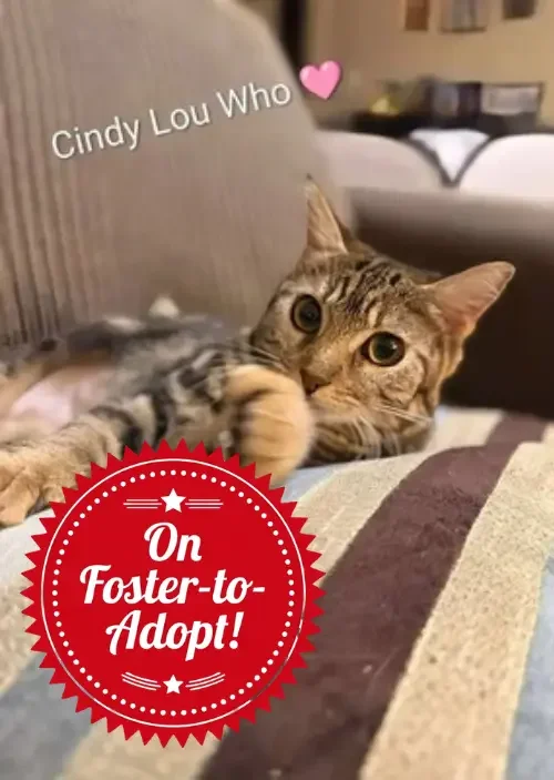 Adopted (NBL) (5) (1).webp