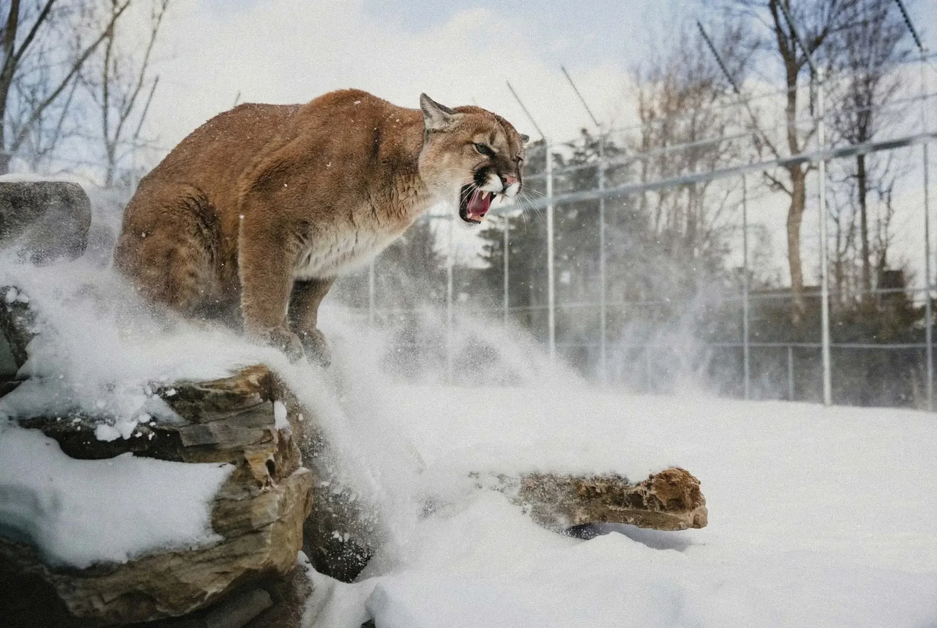 Parc Safari Cougar