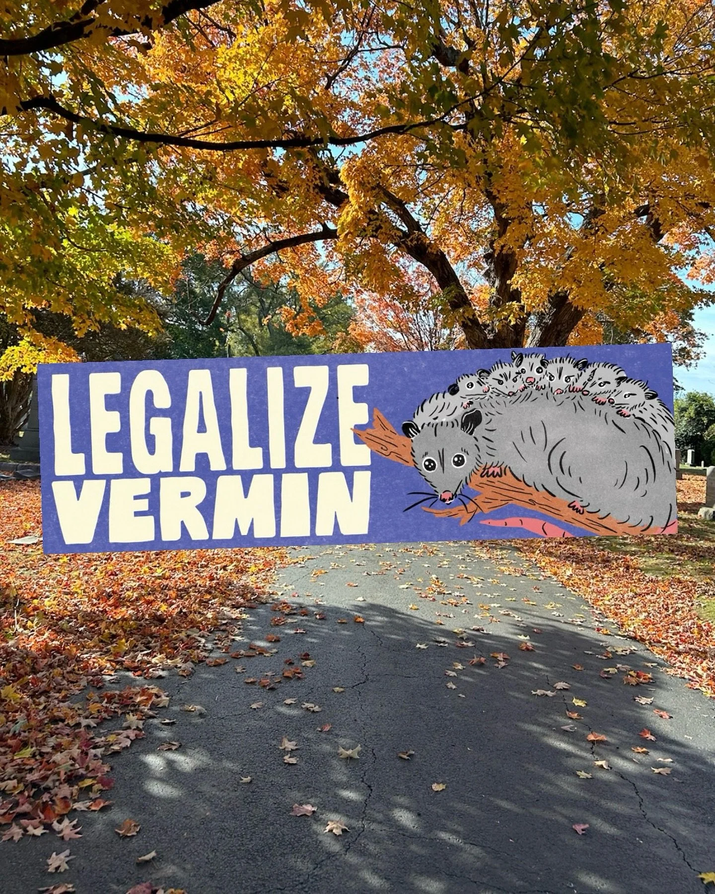 LEGALIZE VERMIN BUMPER STICKERS!!!! 🐀

let the opossums be!!! show your love by slapping this sticker on your bumper and let everyone in traffic know you support these sweeties!!! 

l!ve on my s!te now 🌈

#opossum #virginiaopossum #bumpersticker #p
