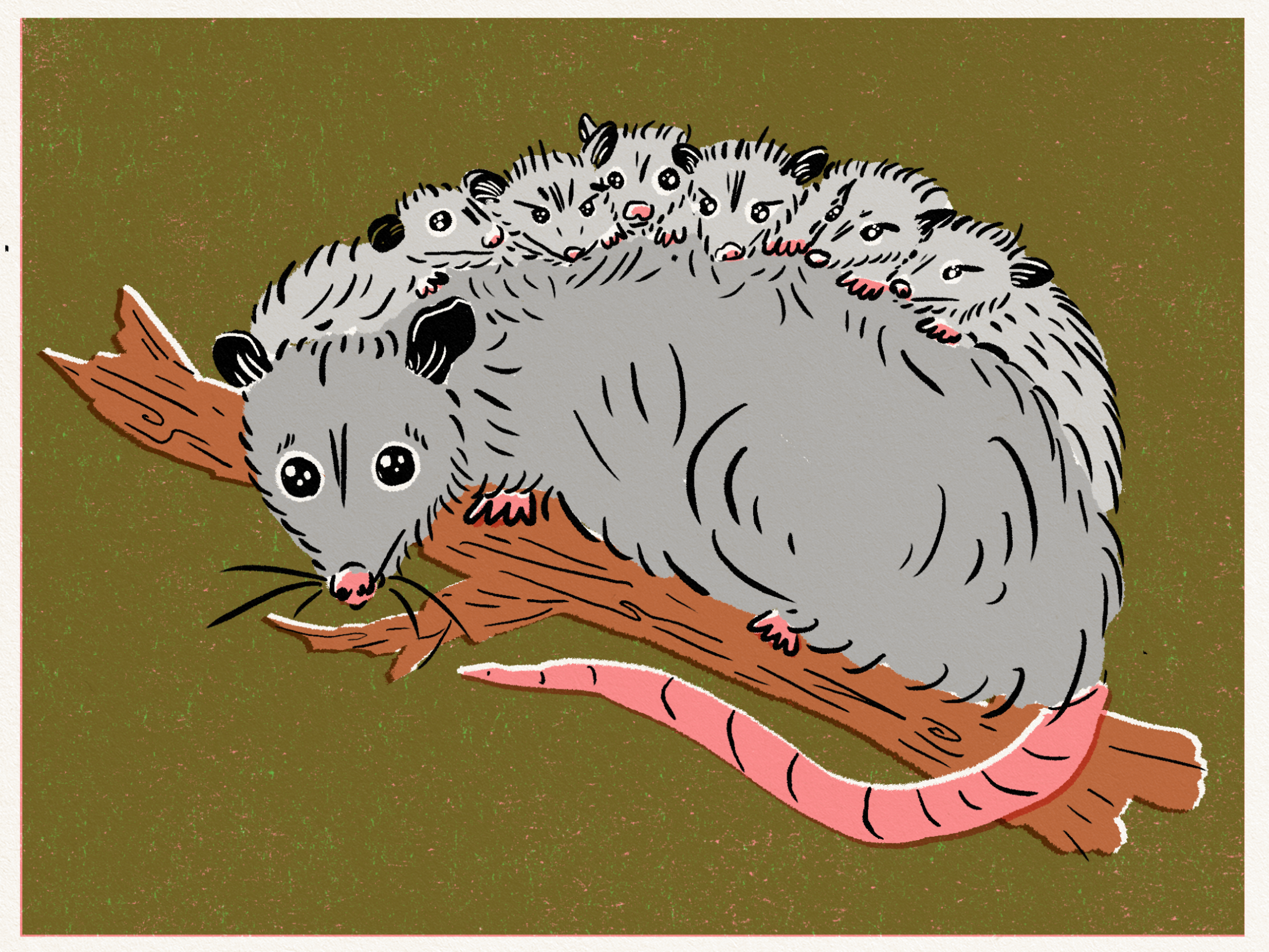 opossum.png