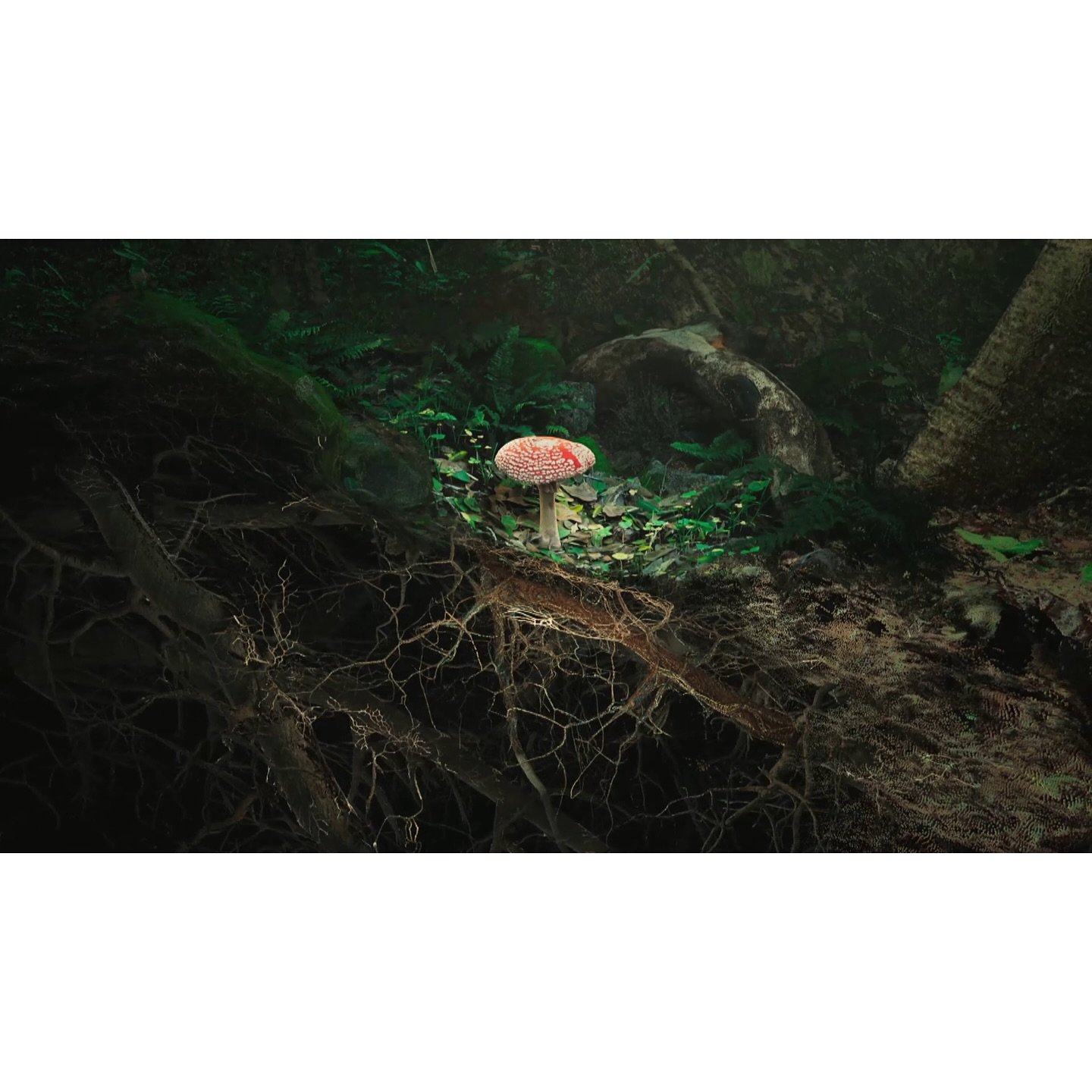 &lsquo;There are more trees on Earth than stars in our galaxy.&rsquo; Excited to be able to share this film with the world finally. I wasn&rsquo;t hiding under a rock last year, I was making this! The Forest is a feature doc about what makes a forest