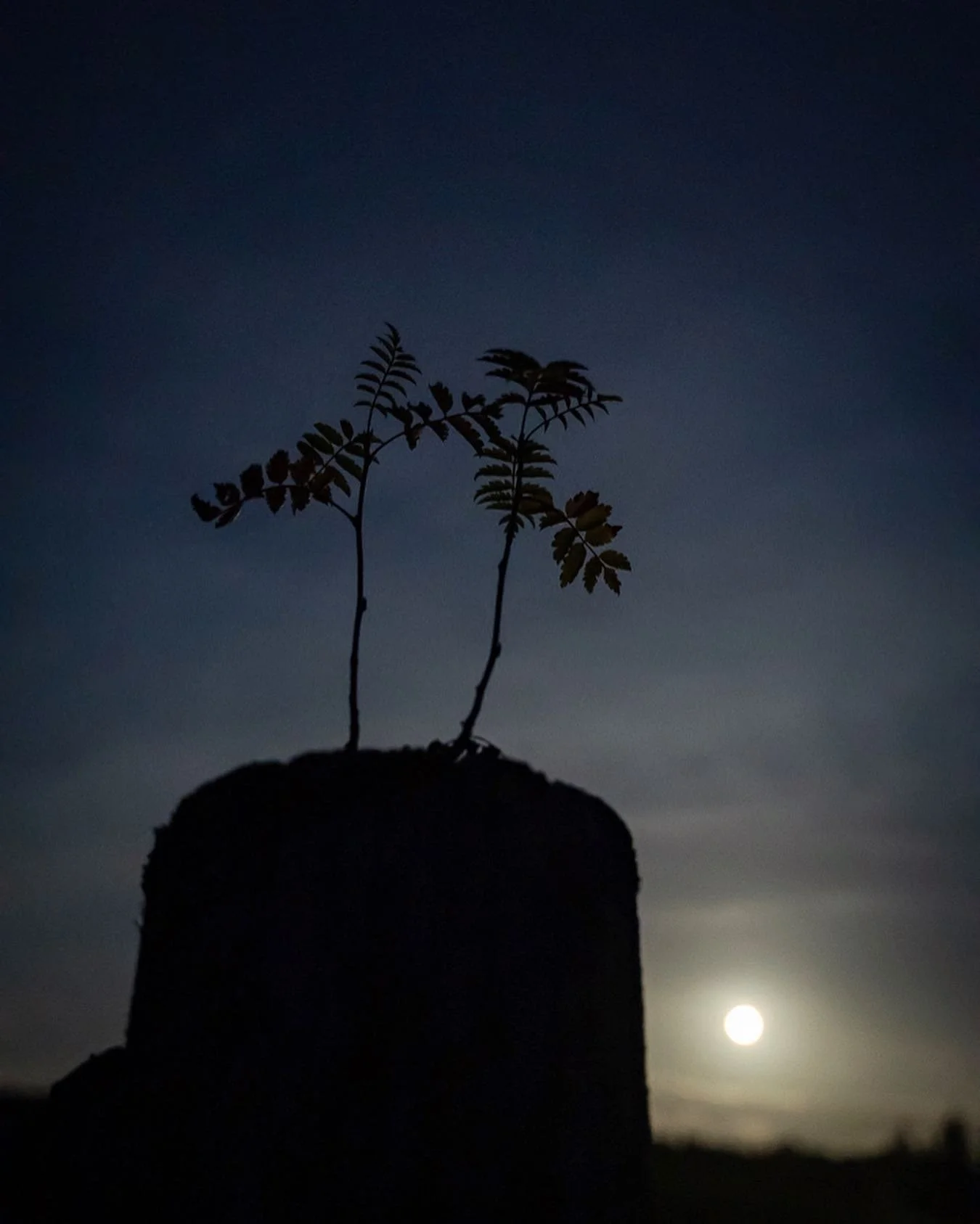 Happy Harvest Moon 🌕
Here&rsquo;s a rowan tree growing out of a fence post. Insert philosophical statement that suits your needs&hellip; I like to think anything is possible, no matter how inconvenient it may seem. Good on you little rowan tree, kee