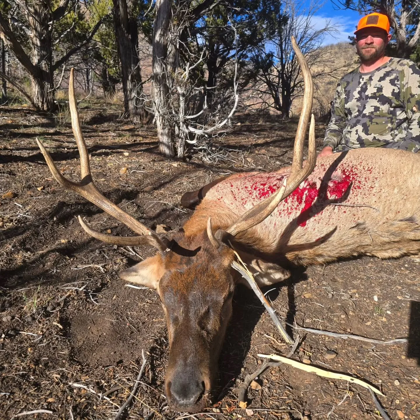 @lanecarlson1 hammering down on a good bull running a nasty 25 CREEDMOOR and 122GR COPPER ROSE 🌹. Customers ask if the the 25CM is an effective elk cartridge and my response is I can't speak to other projectiles but our 25cals are ferocious as my go