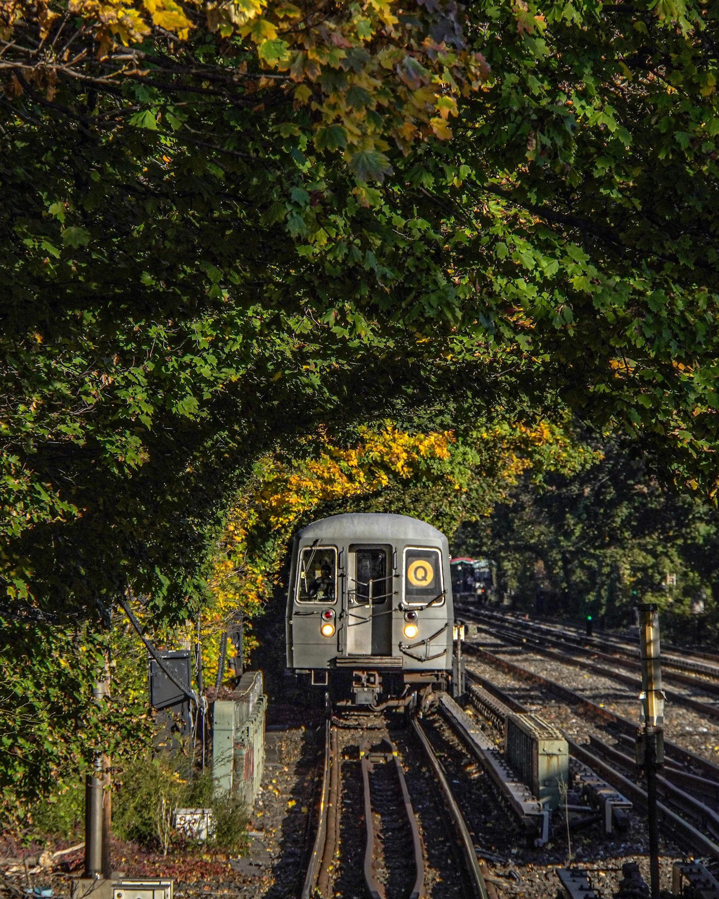 A gray subway train labeled with a yellow 'Q' is approaching on a track surrounded by autumn leaves and dense green and orange foliage, with multiple train tracks visible on the right.