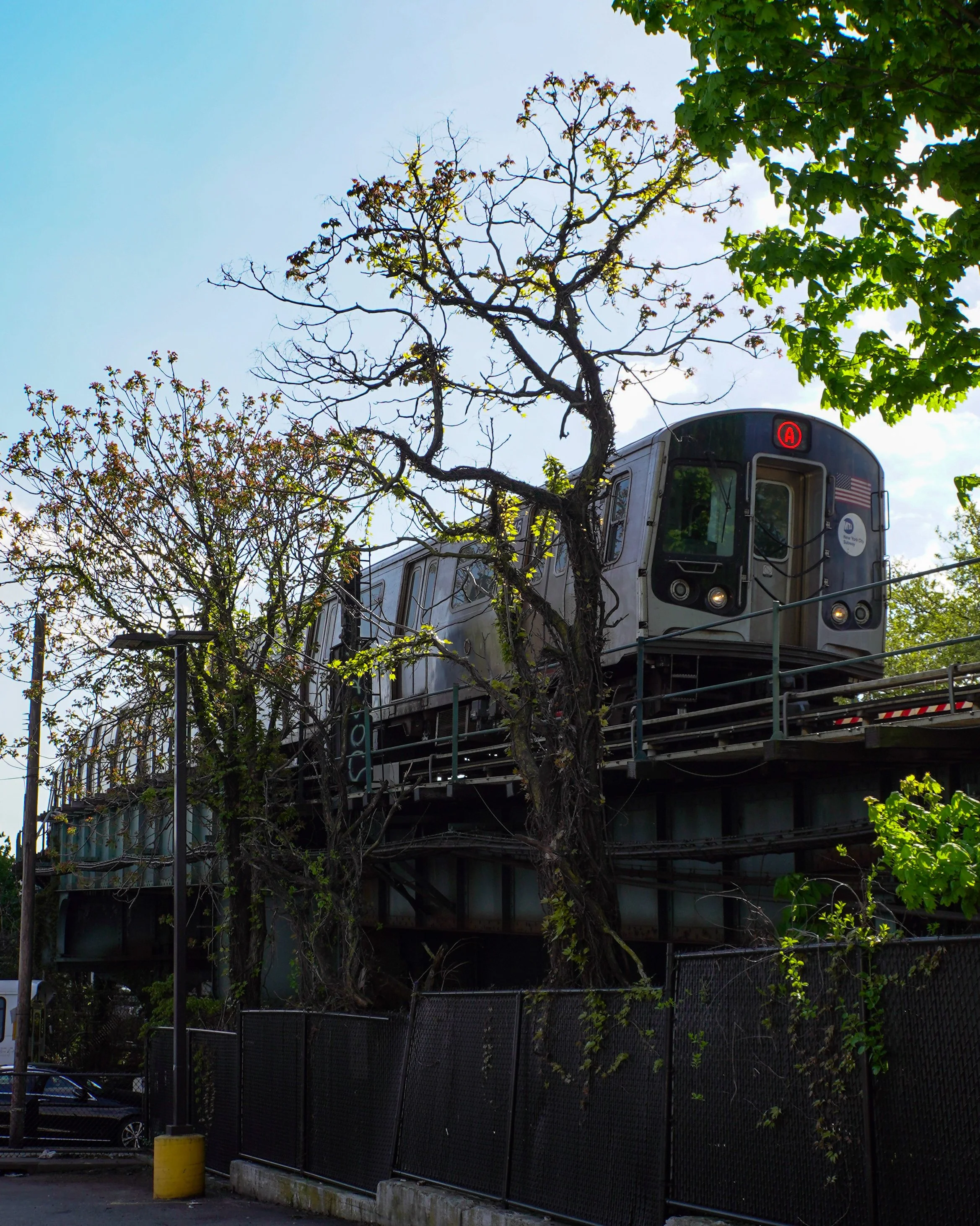 An elevated train moving on tracks surrounded by trees with some leaves and branches, against a blue sky.