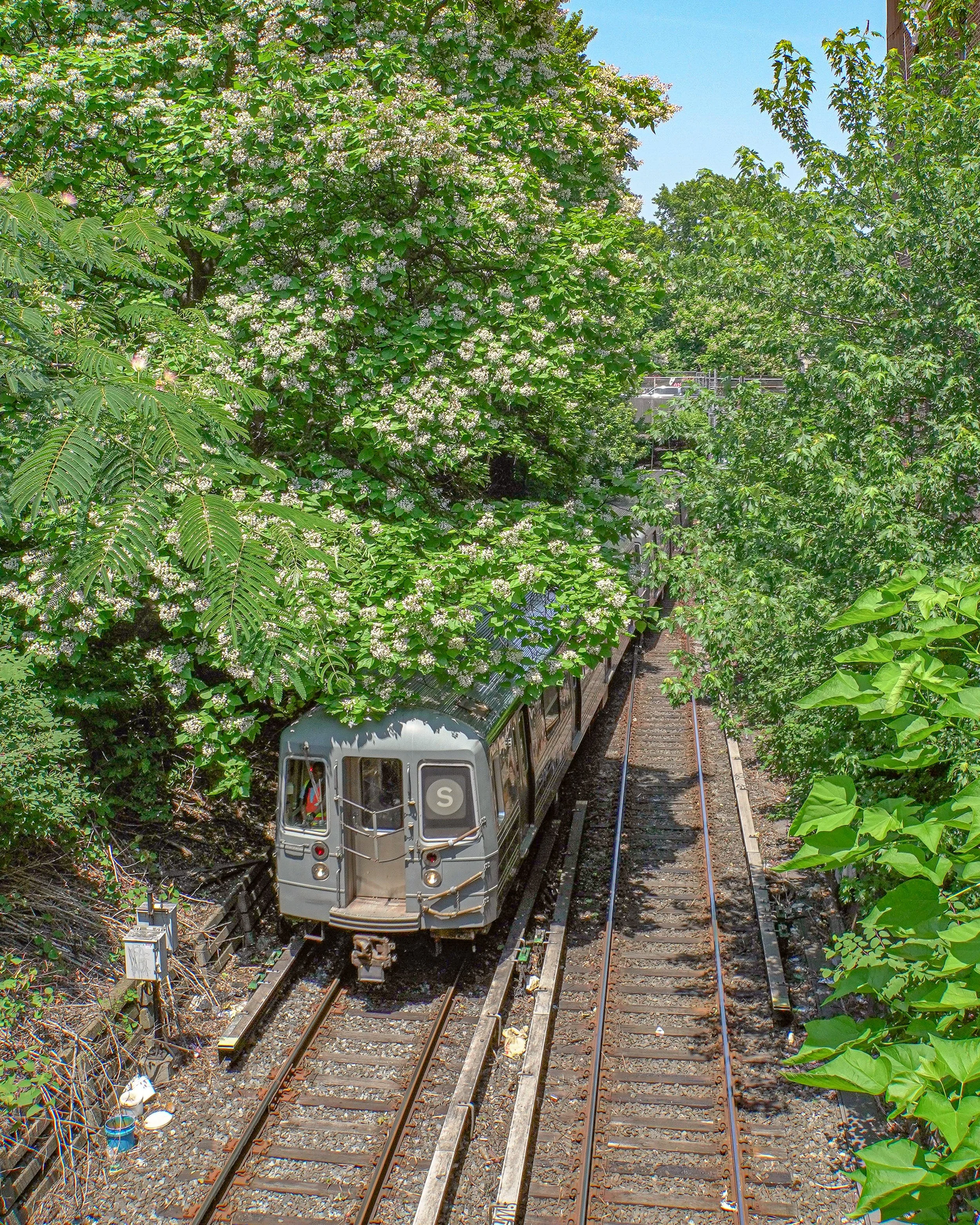 A silver subway train traveling on tracks surrounded by dense green trees with white flowers on a sunny day.