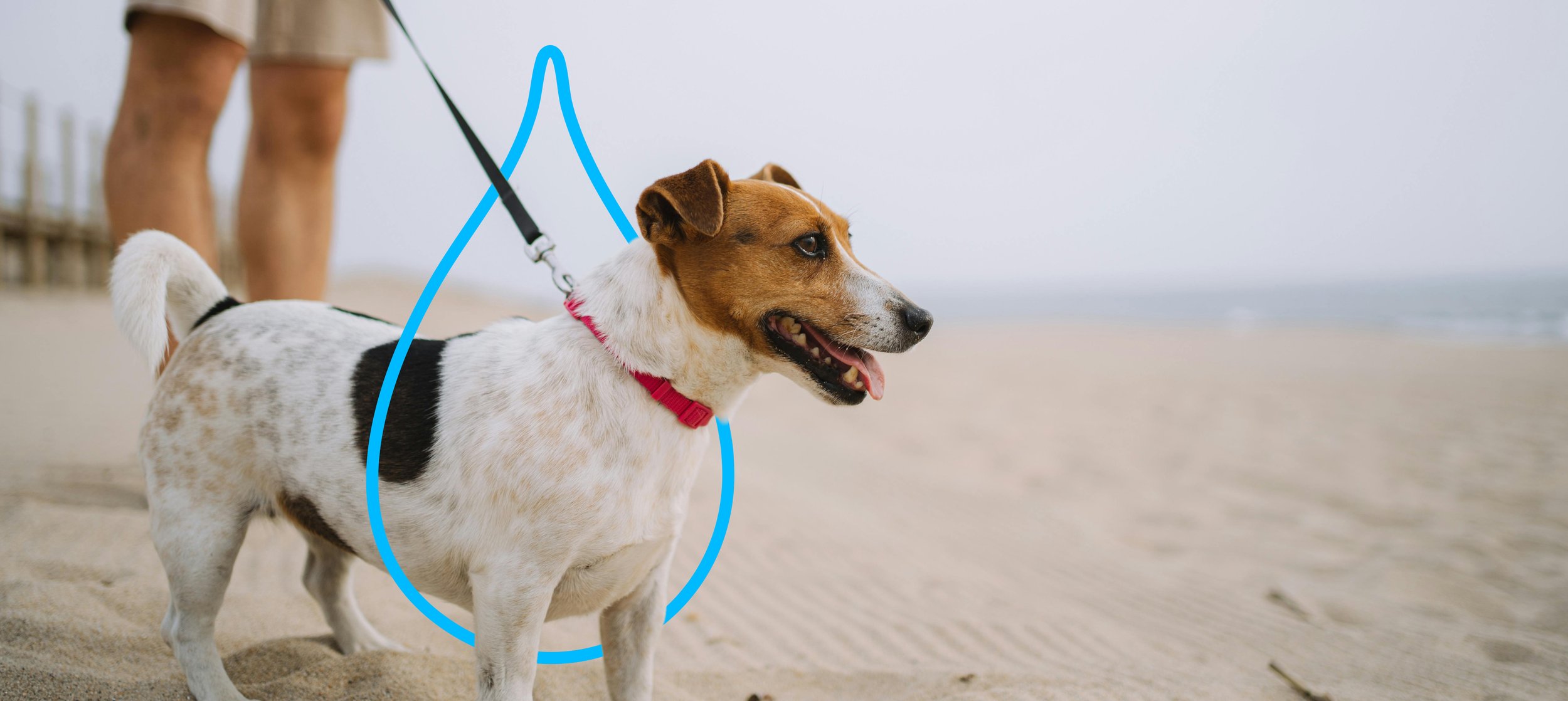 Dog on leash on the beach with water drop outline vector around it