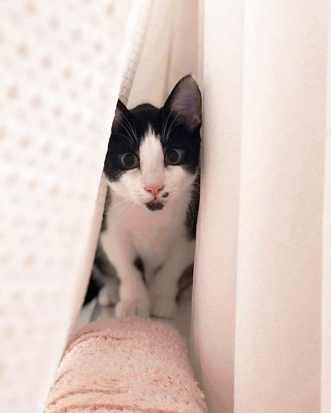 Good Stuff Partner's pets which include 3 cats, one dog and a bunny