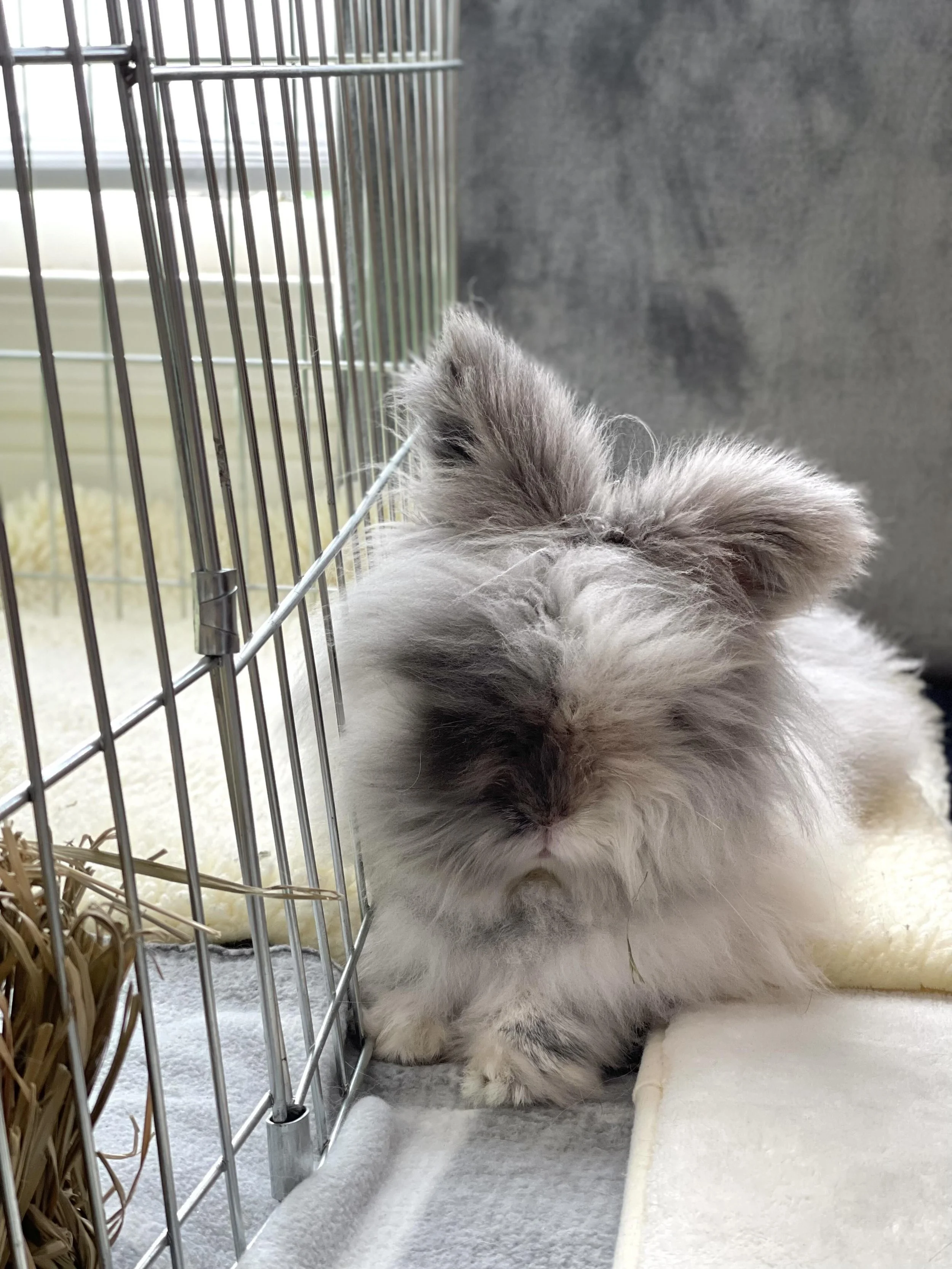 Fluffy gray bunny, Vincent Bun Gogh