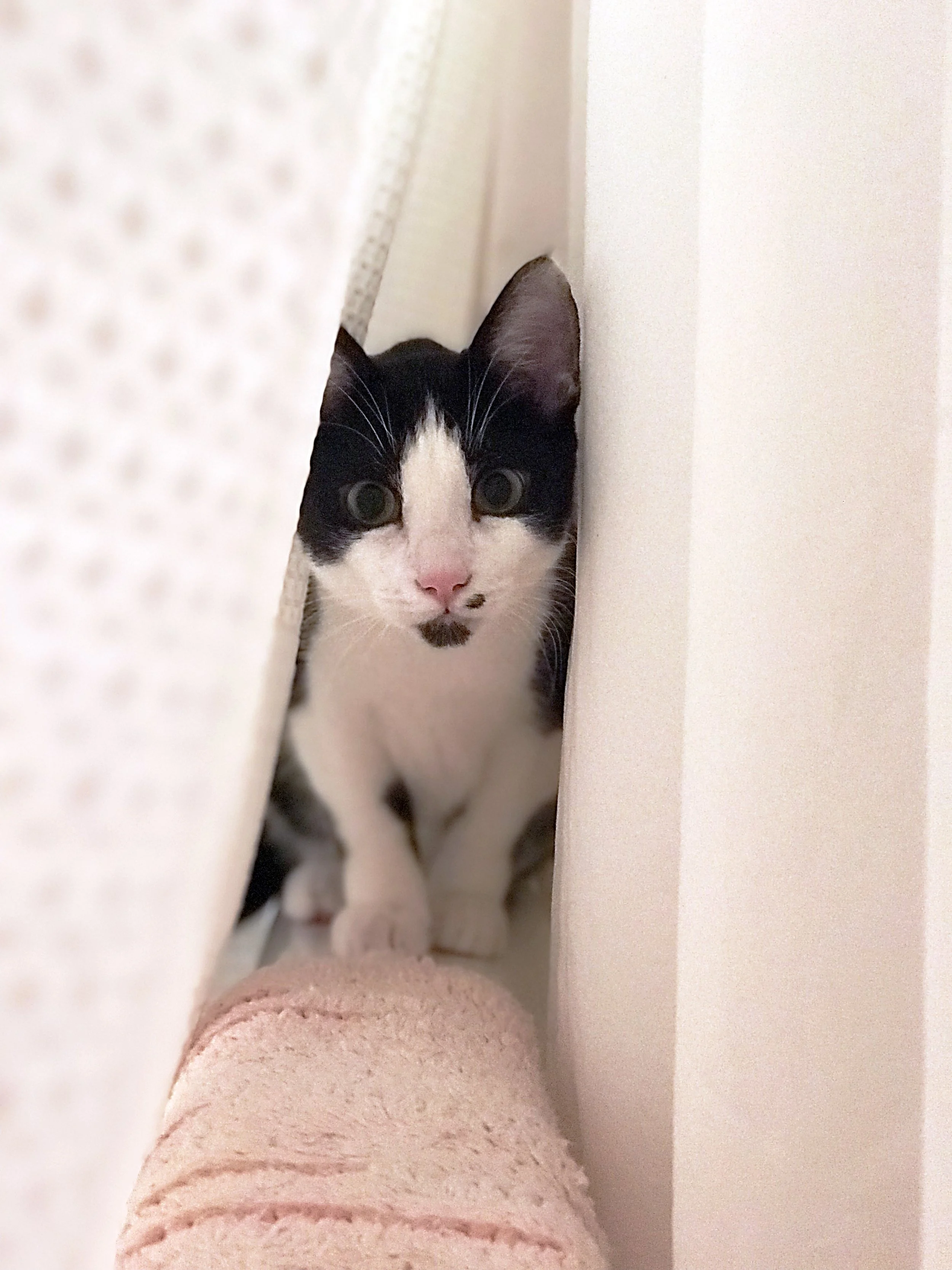 Black and white cat, Banjo