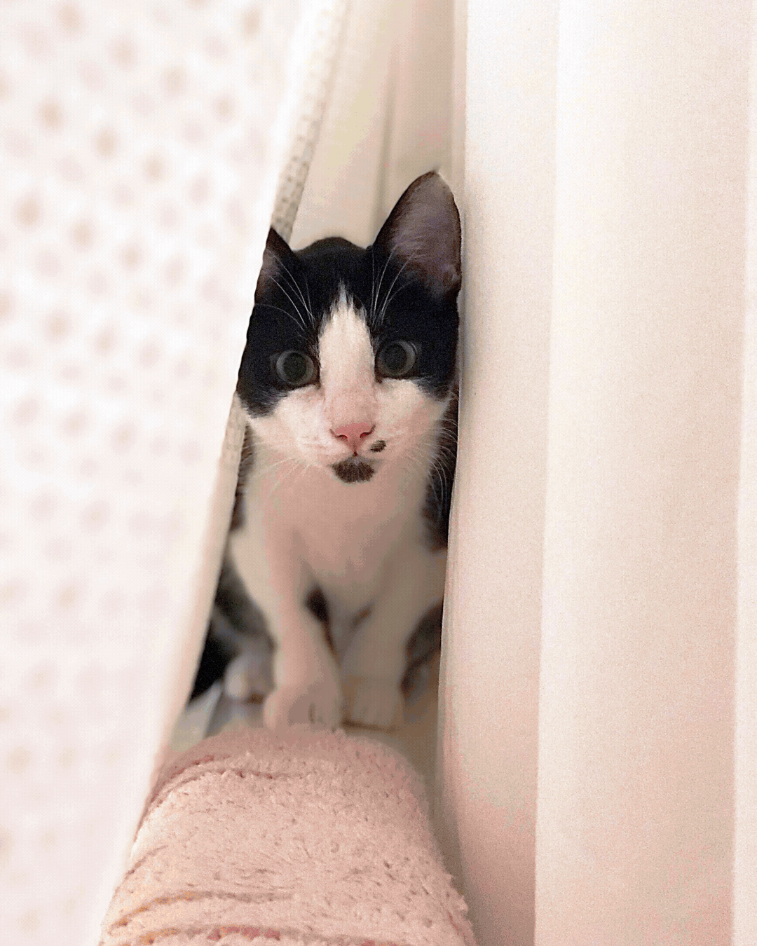 Good Stuff Partner's pets which include 4 cats, one dog and a bunny