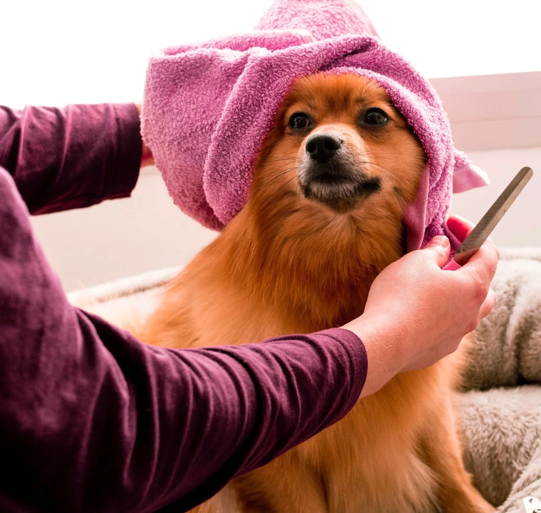 A dog with reddish-brown fur and dark eyes is wrapped in a pink towel, while a person brushes its fur with a nail file.