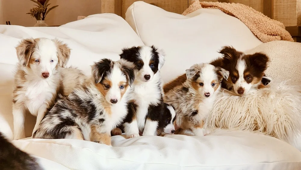 Deshedding Services Loved Up Pup Dog Grooming — Loved Up Pup Dog