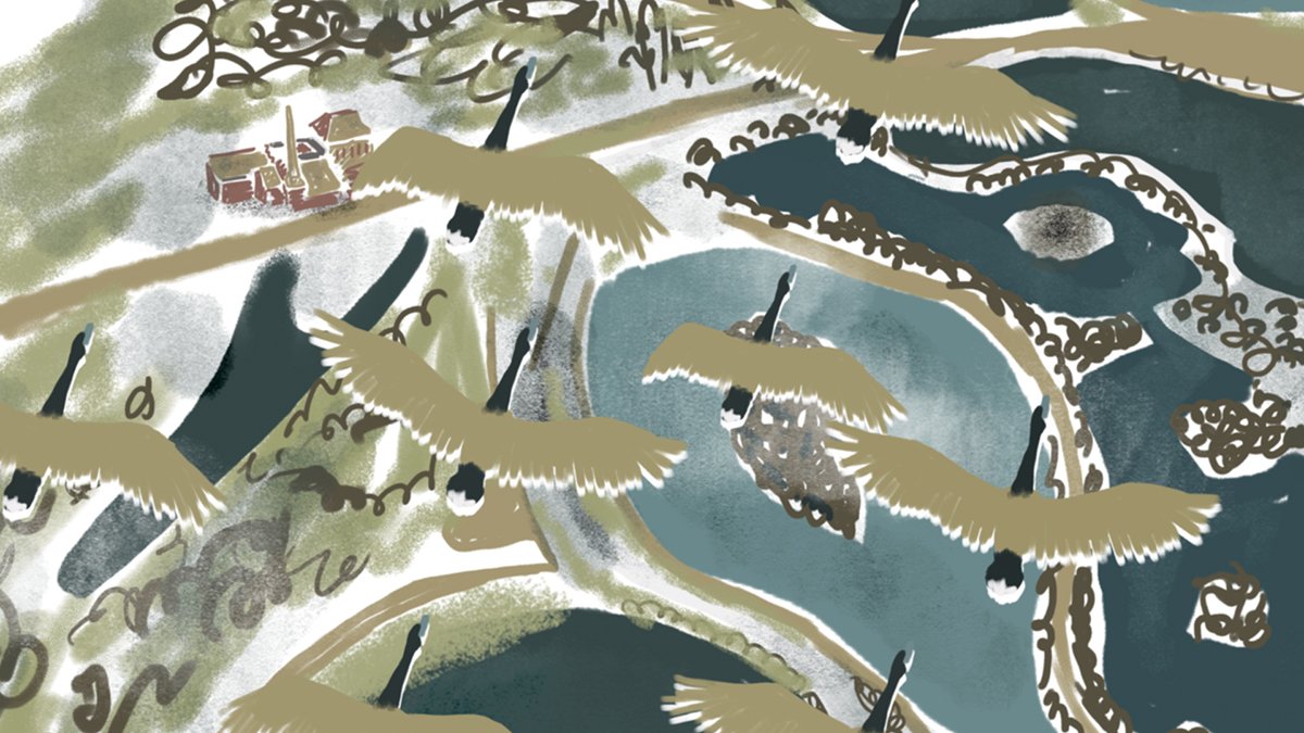 Lockdown-duck-ducks-Birds-Flying.jpg