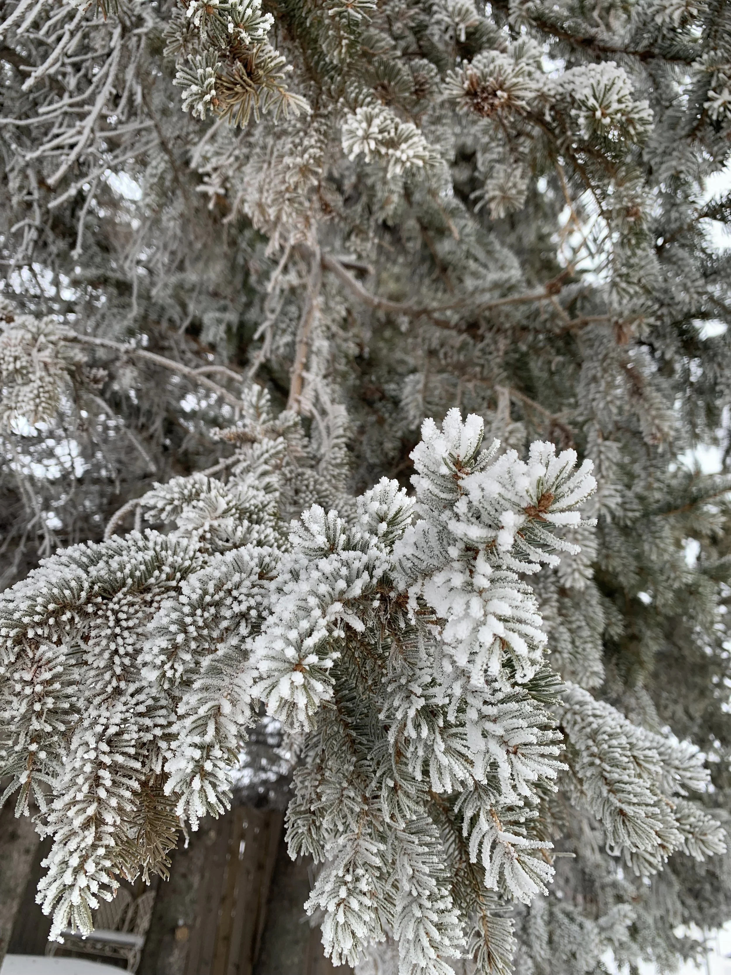 Cancer Full Moon 2026