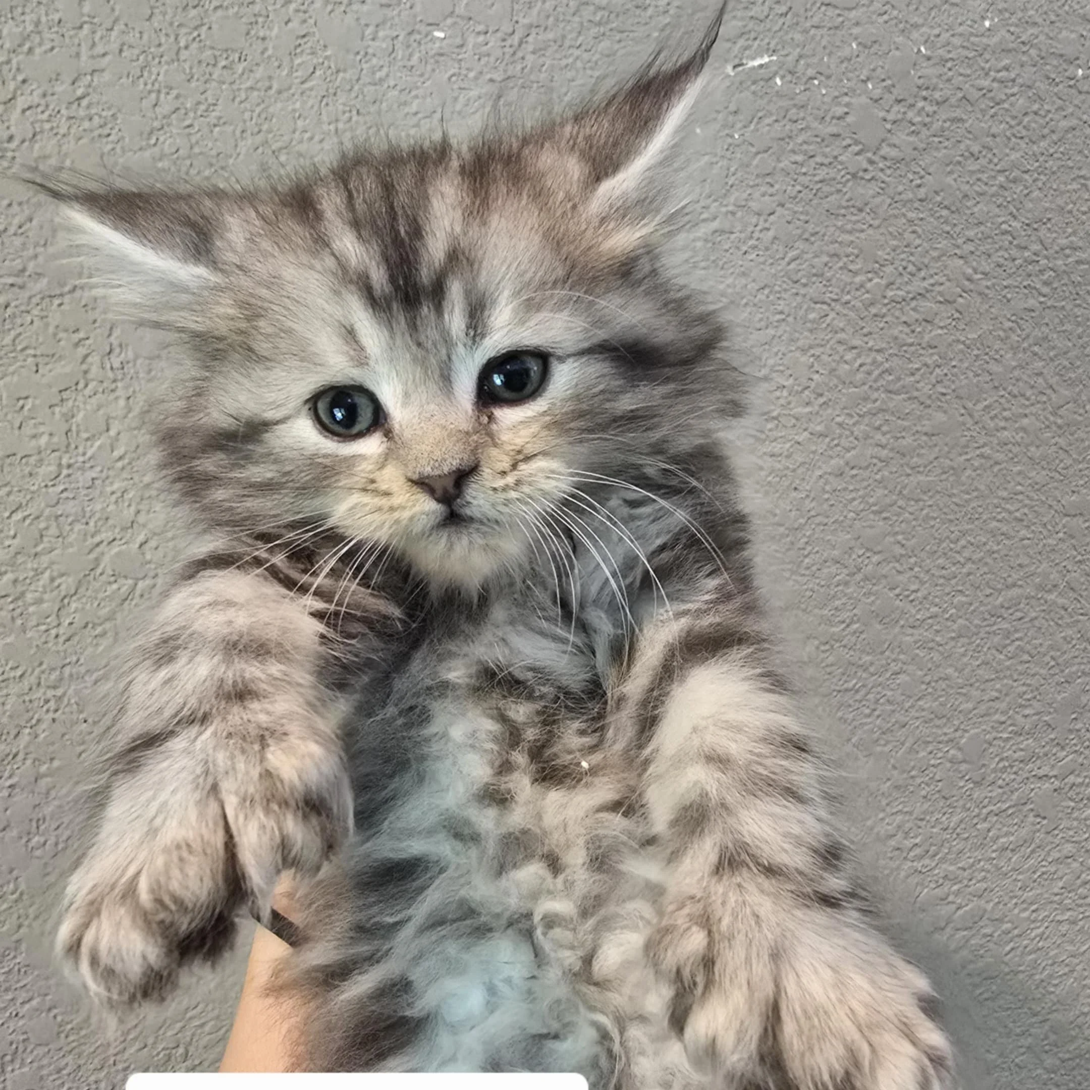 Keke - Poly Tabby Girl, Available!