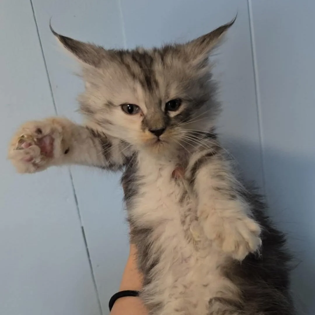 Tali - Silver Tabby, Available!