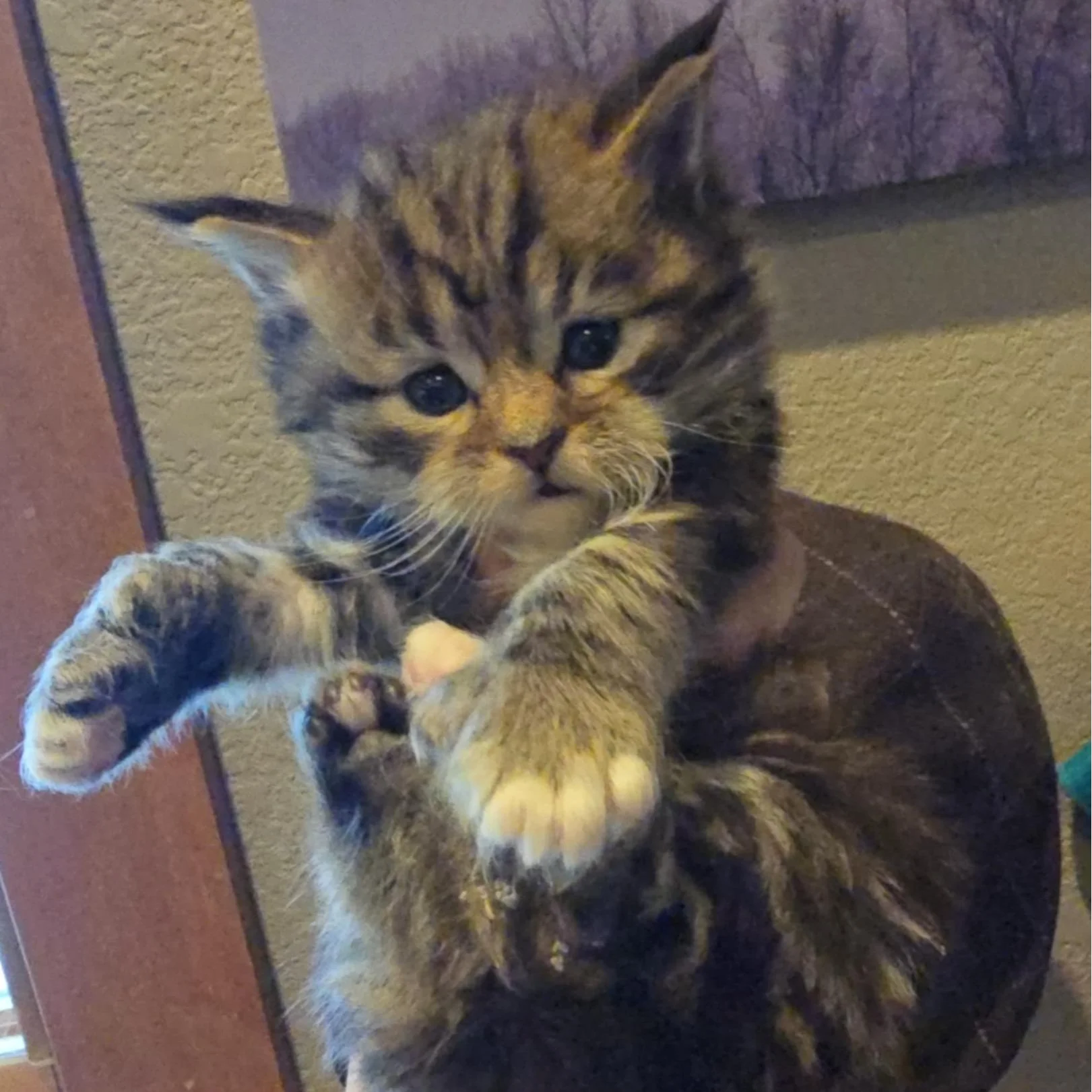 Blanche (can you EVEN) - Brown Poly Tabby Girl, Available!!