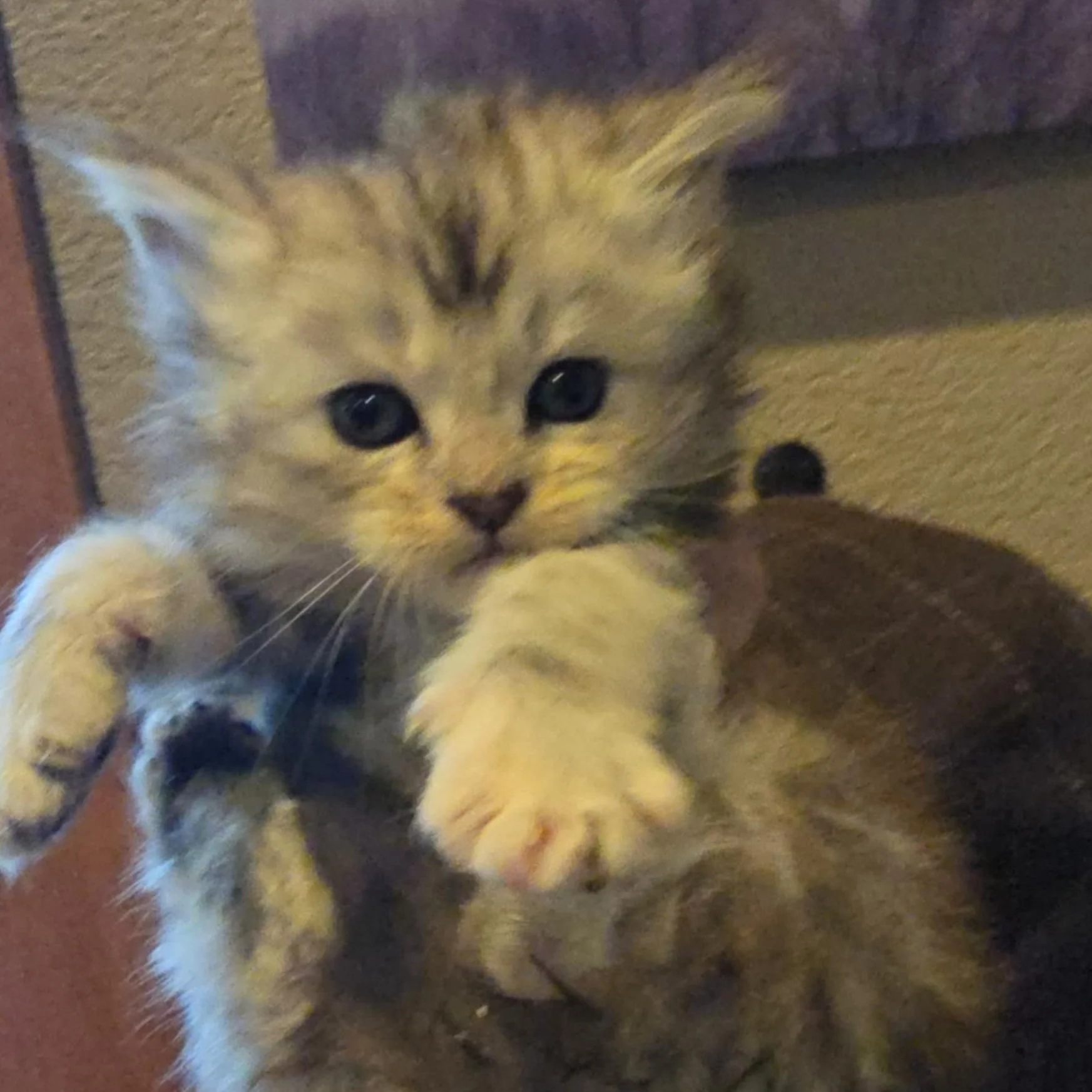 Sophia - Silver Black Tabby Girl, Available!