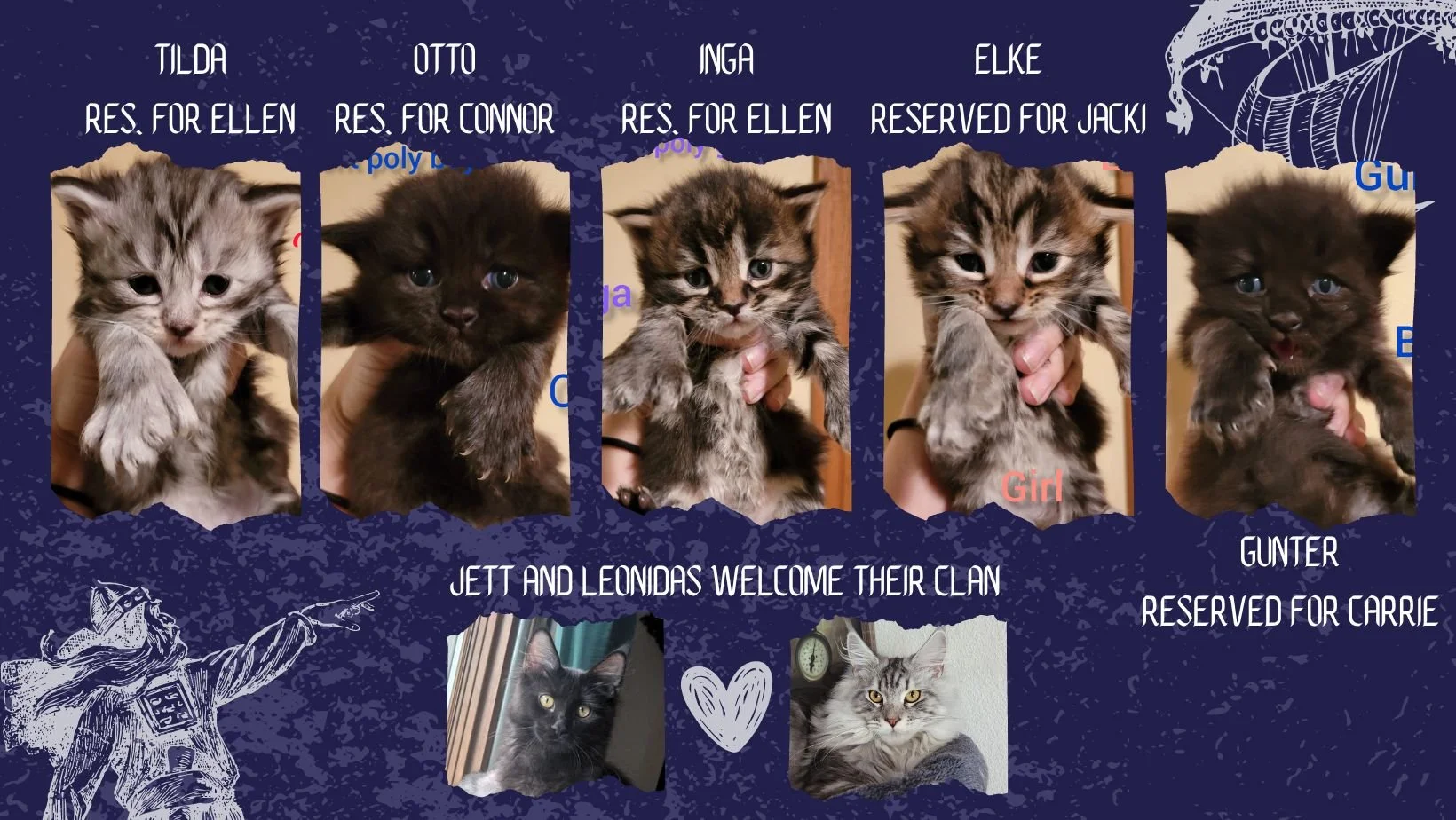 Available Kittens — Midwest Maine Coons