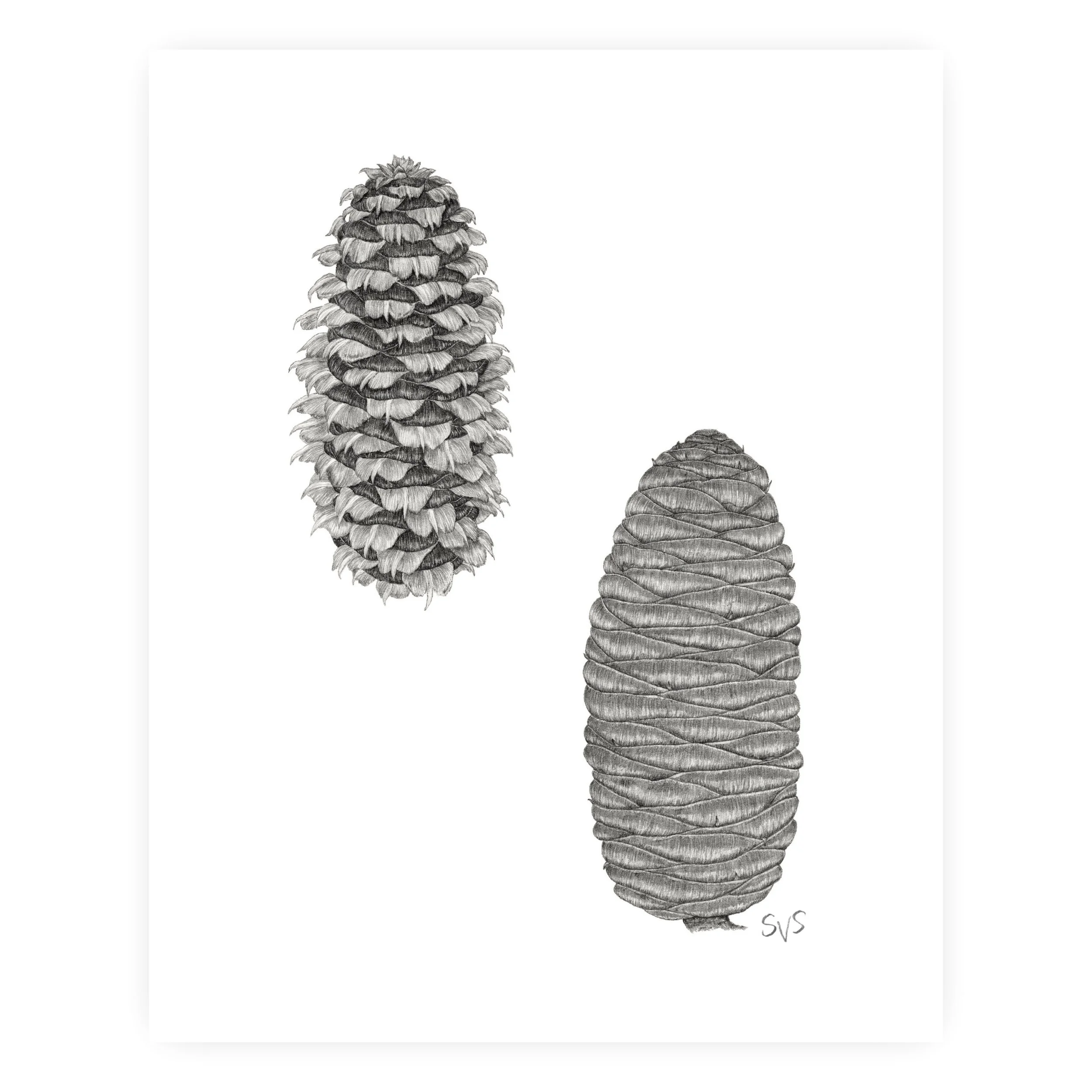 balsam & fraser fir for website.jpg