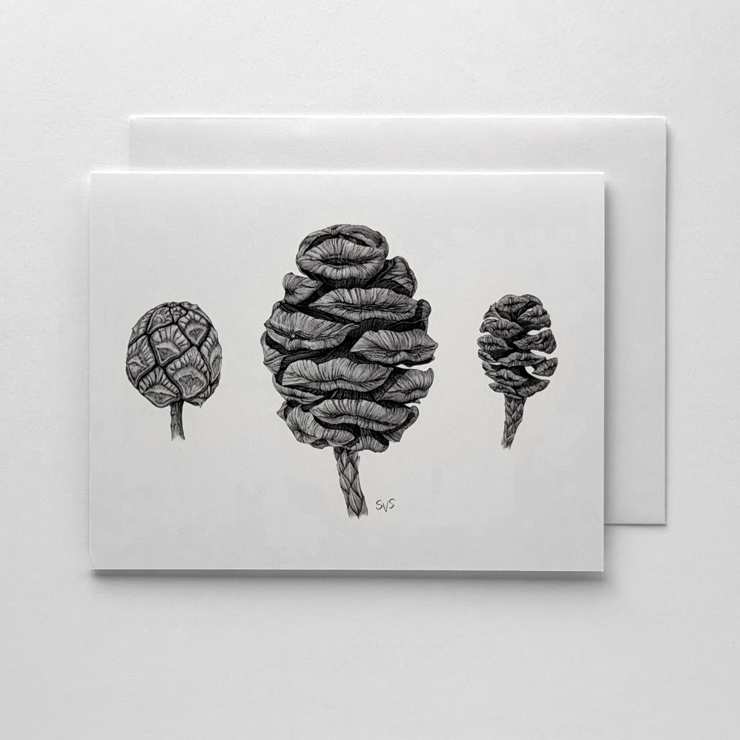 Baldcypress, Giant Sequoia, & Coast Redwood Cones (Card Set)