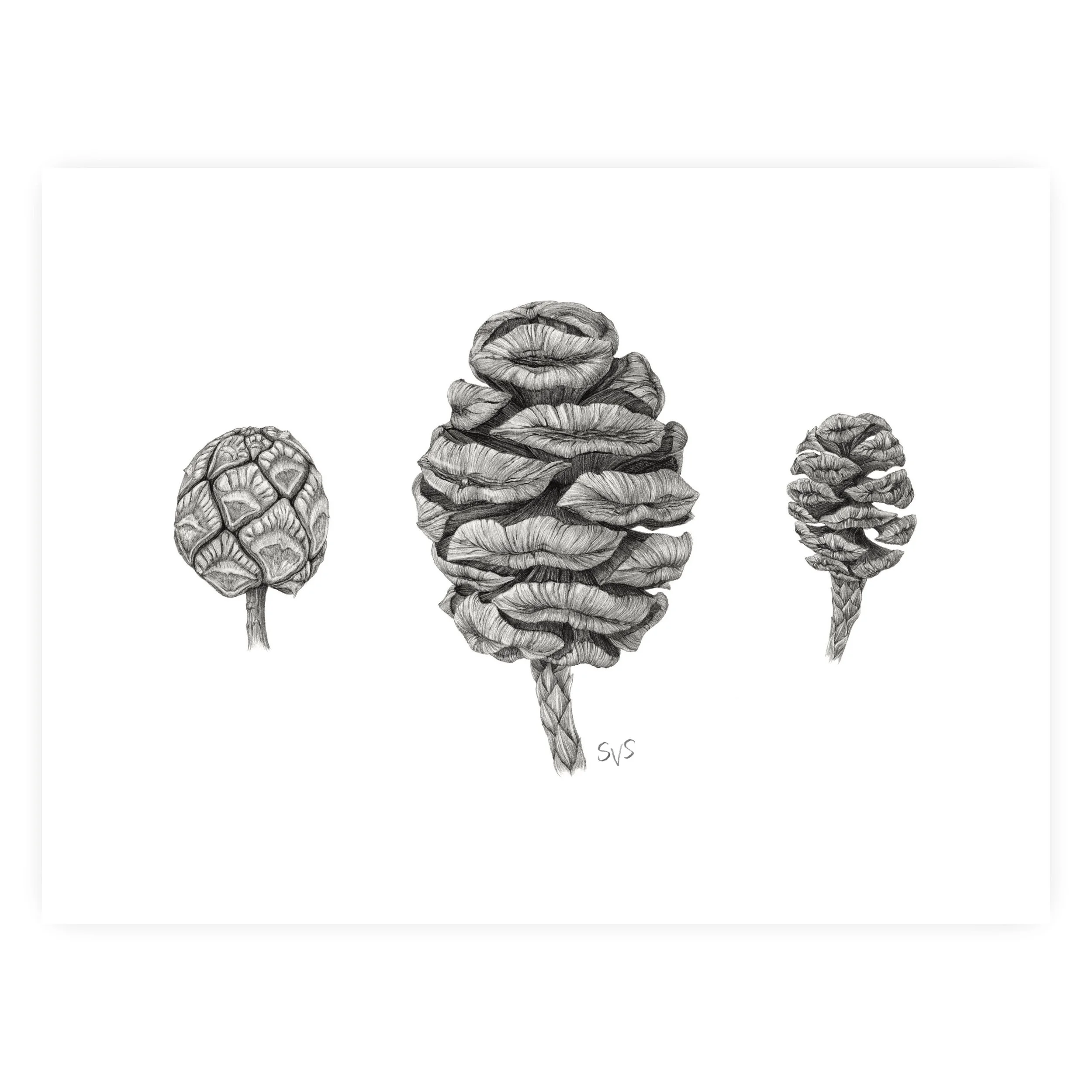 redwood, sequoia, baldcypress for website.jpg