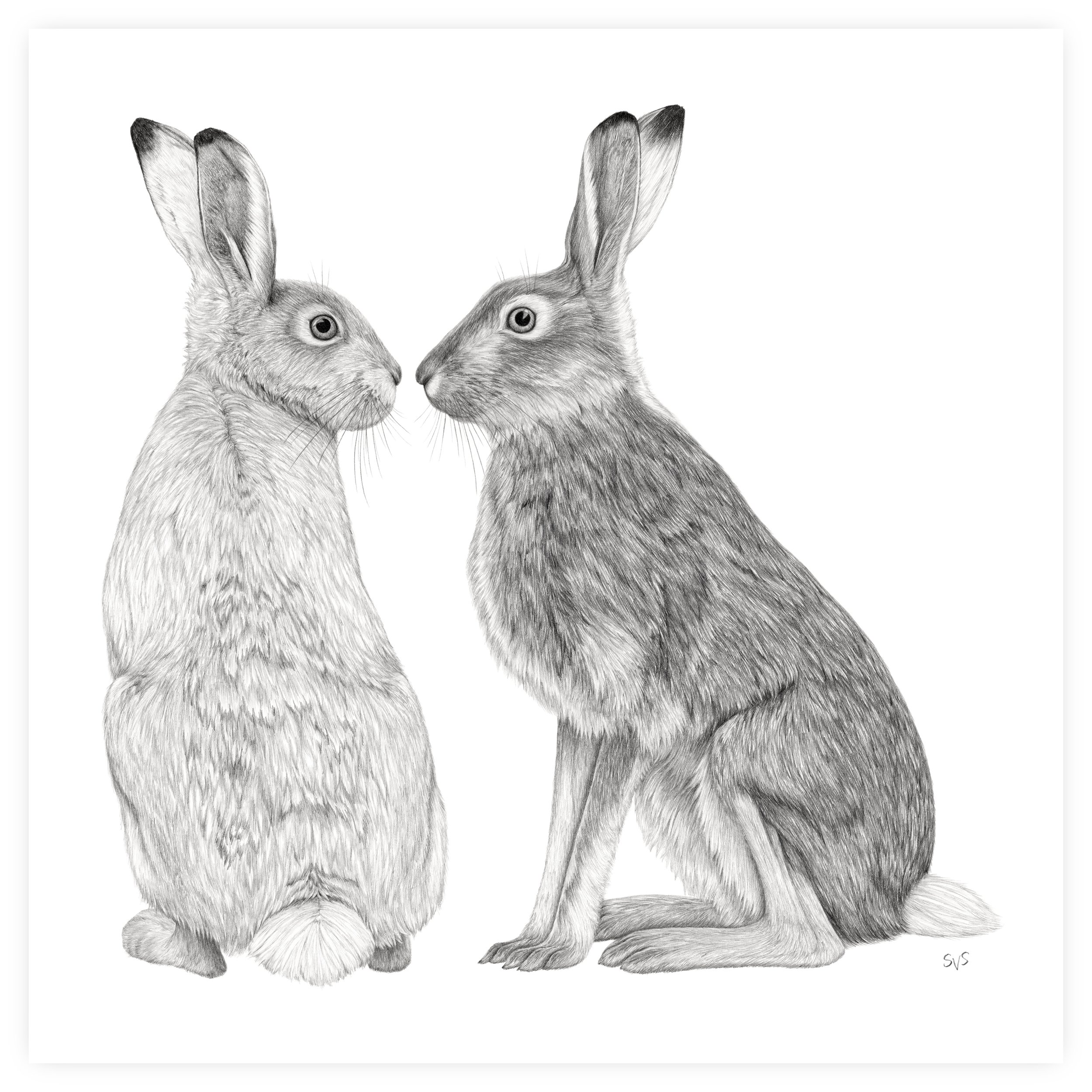 white tailed jackrabbit for website.jpg