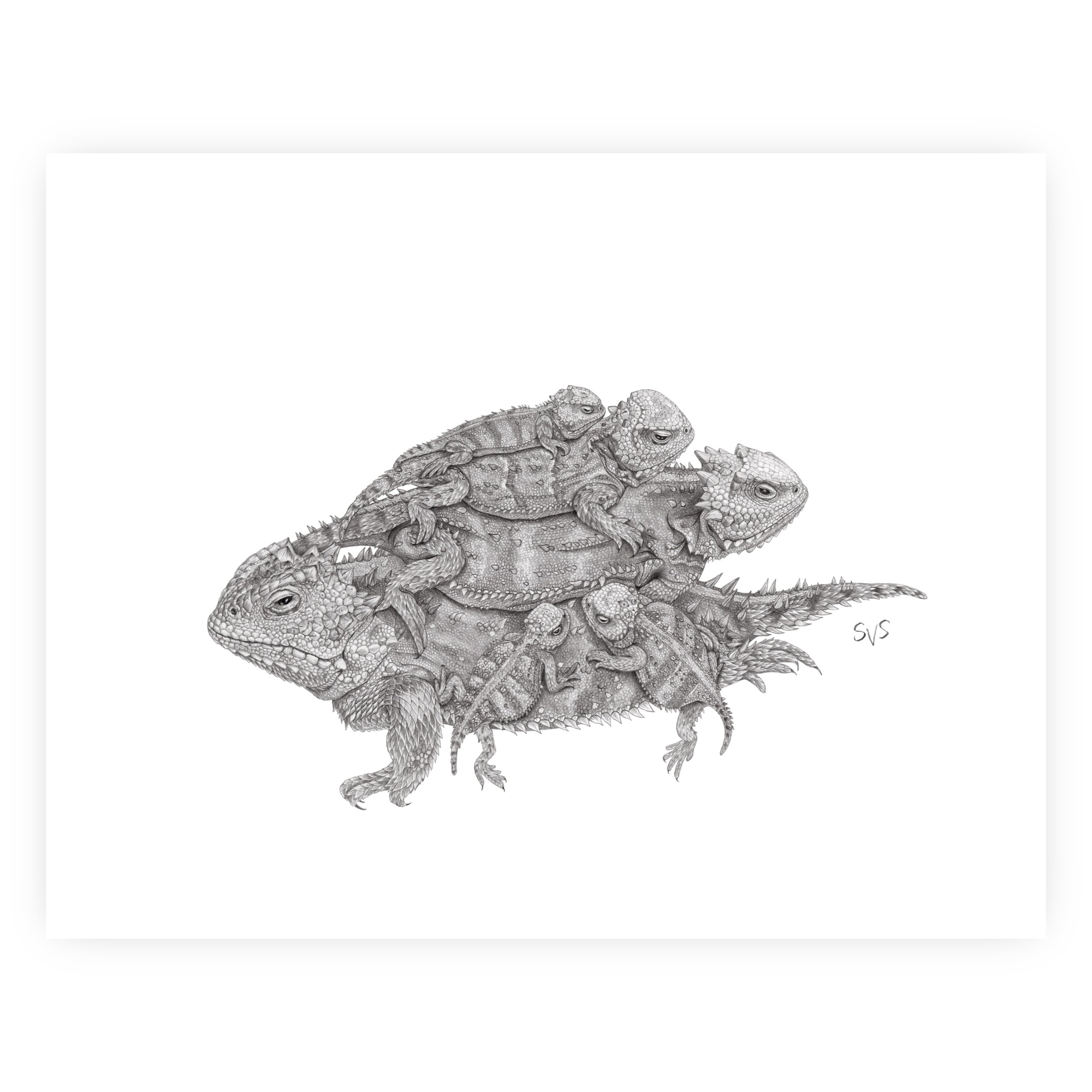 horny toad hill for website.jpg