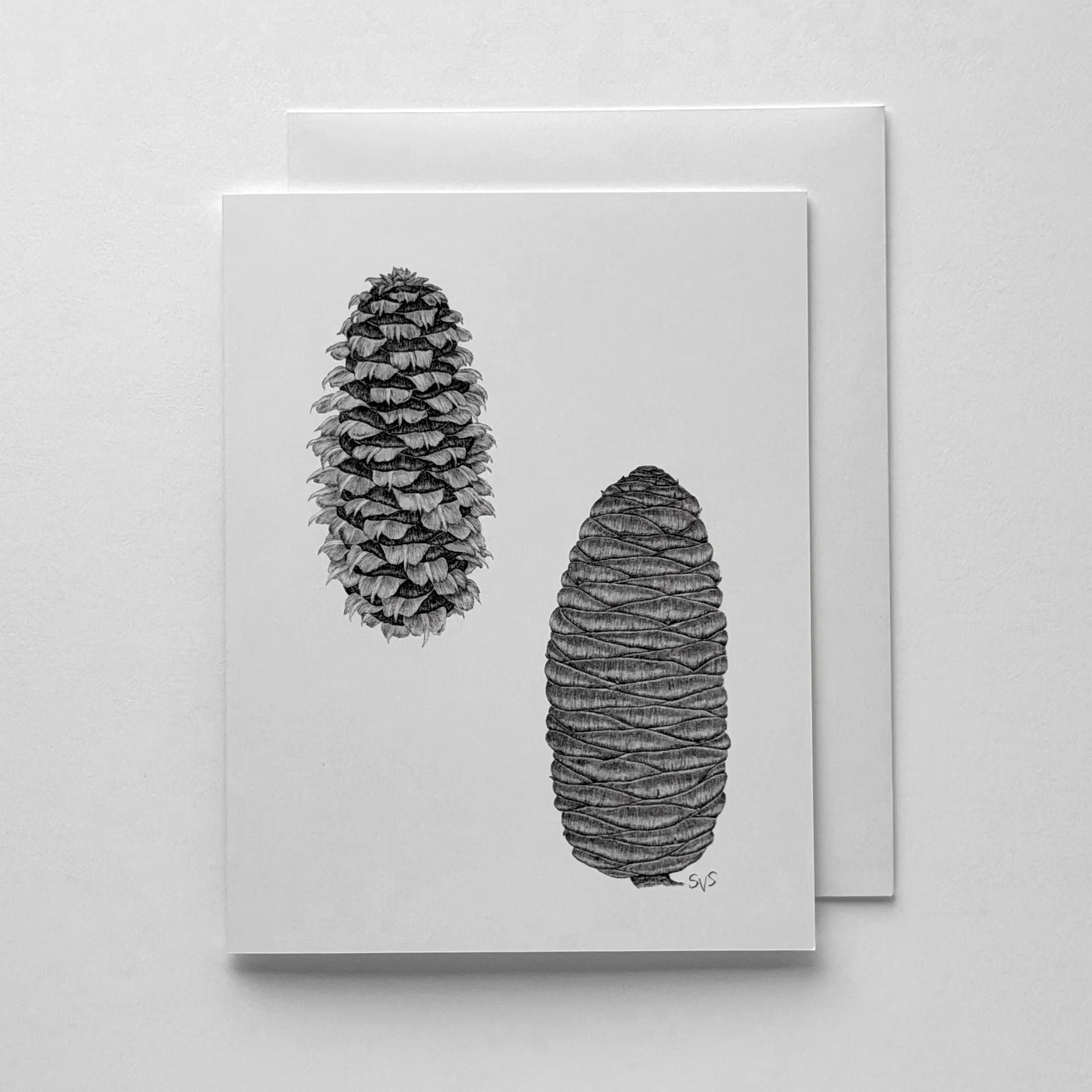 Fraser & Balsam Fir Cones (Card Set)