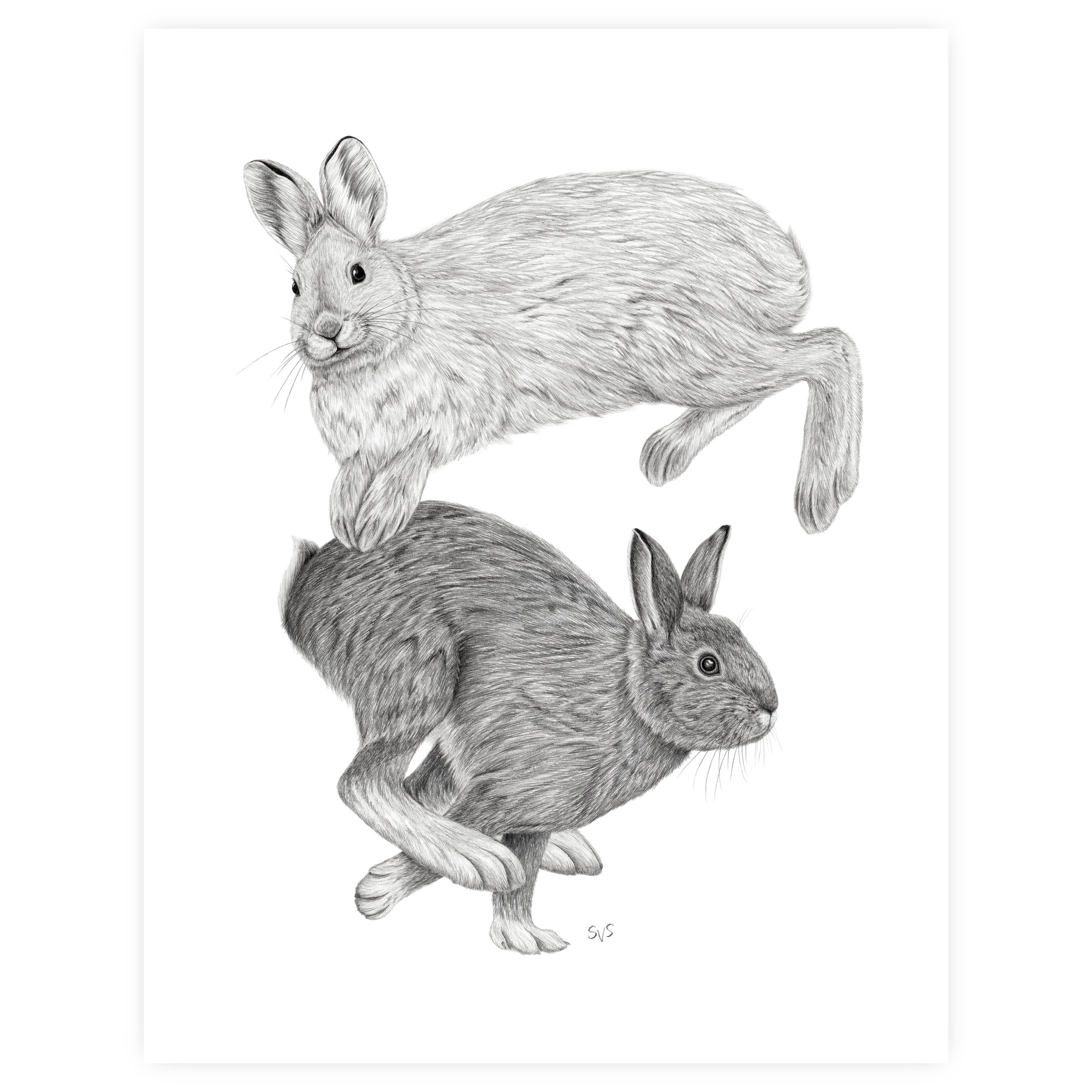 snowshoe hare for website.jpg
