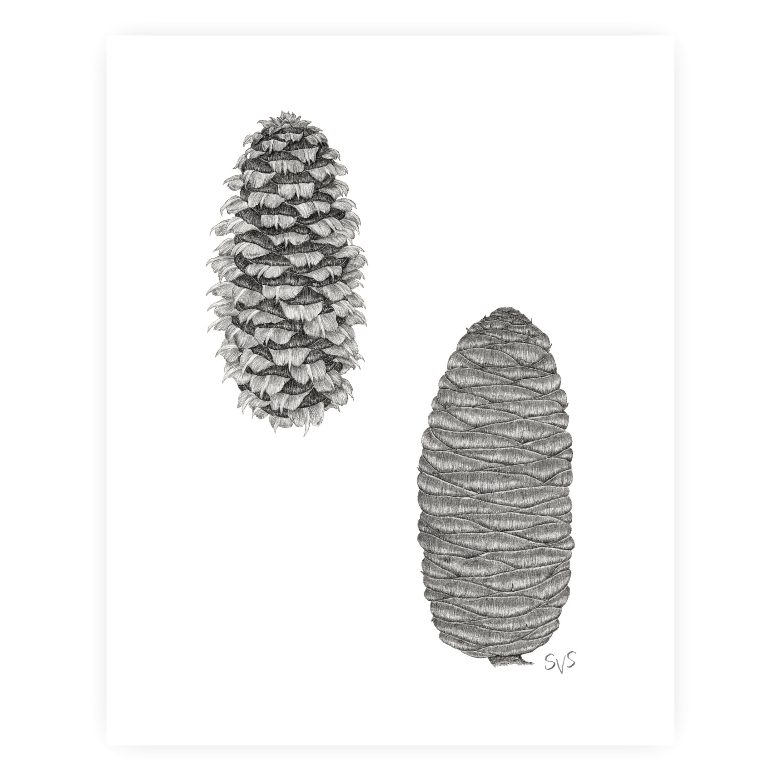 balsam & fraser fir for website.jpg