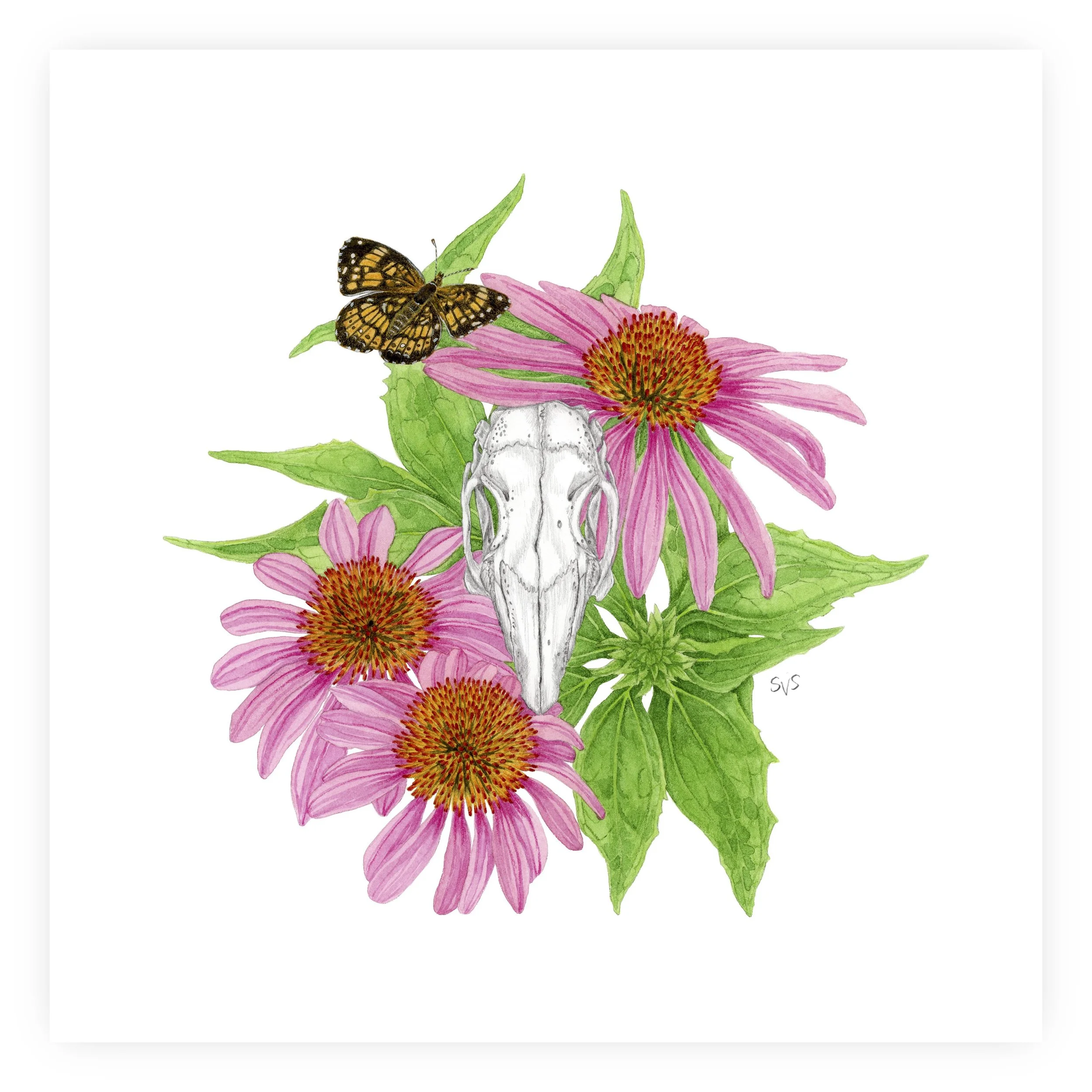 skull for website.jpg