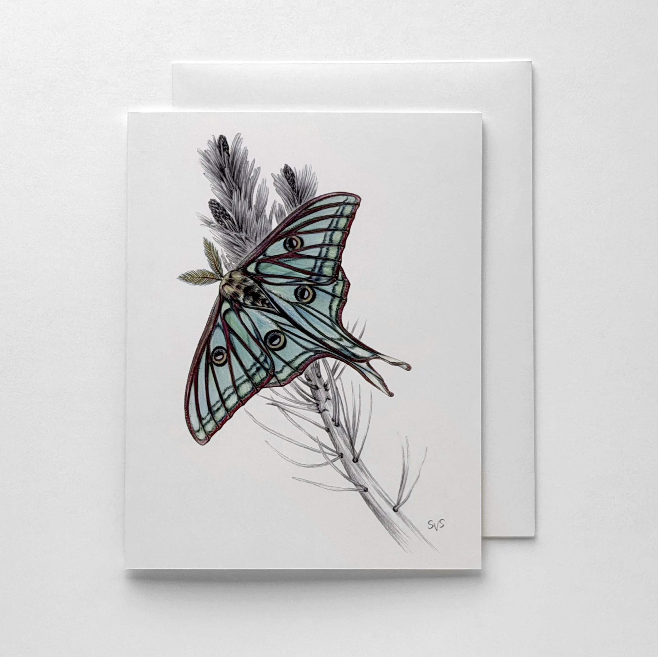 spanish moon moth.jpg