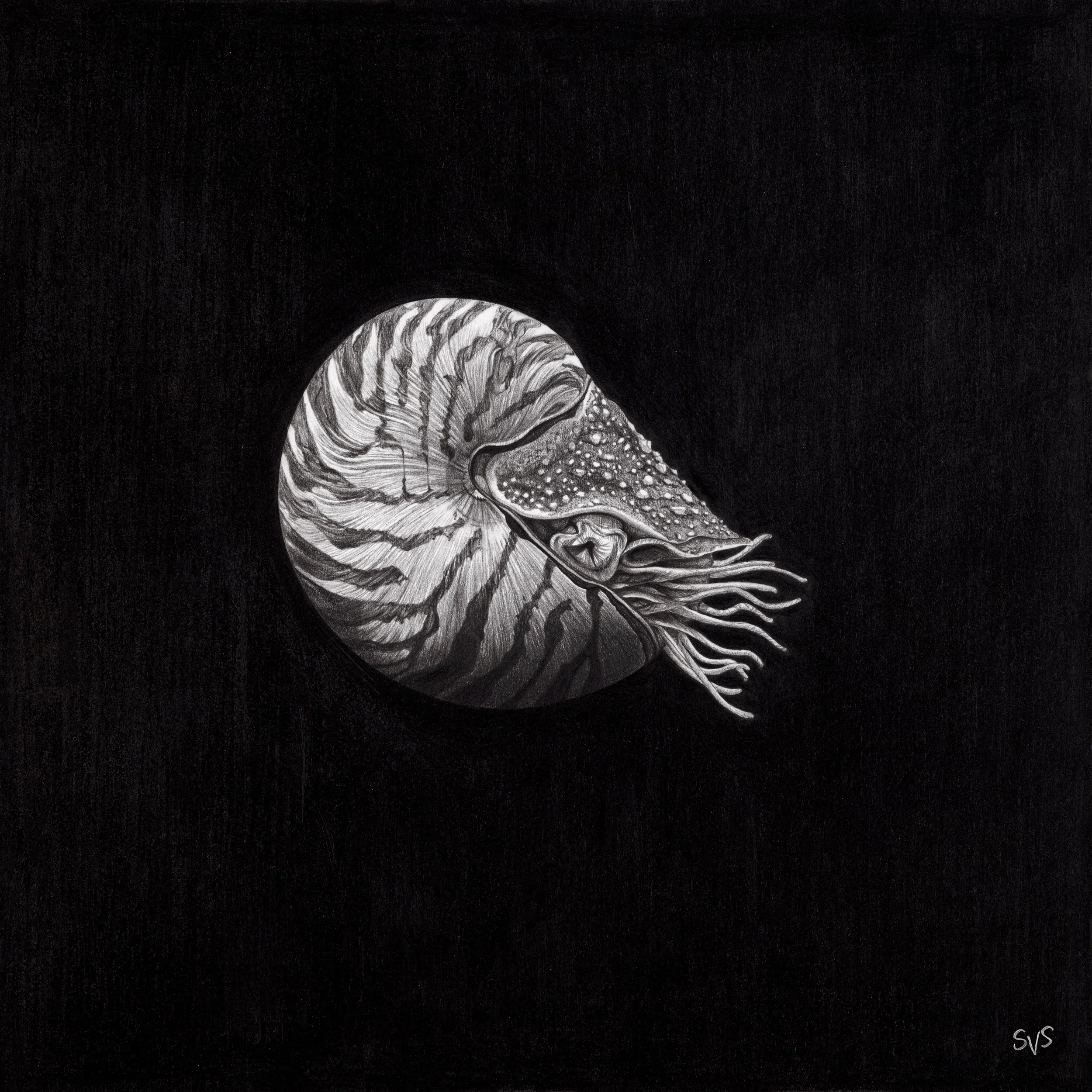 nautilus for website.jpg