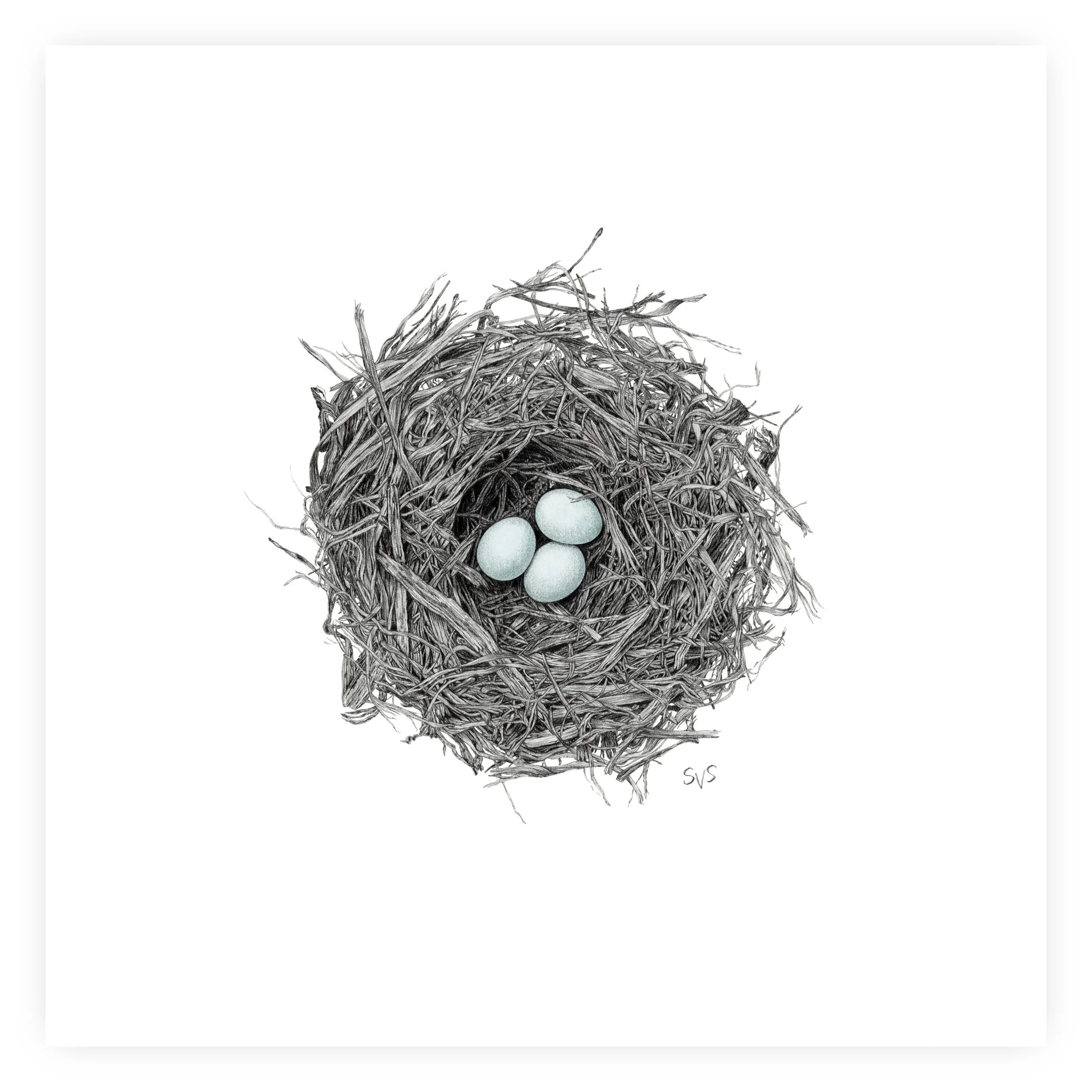 bluebird nest for website.jpg