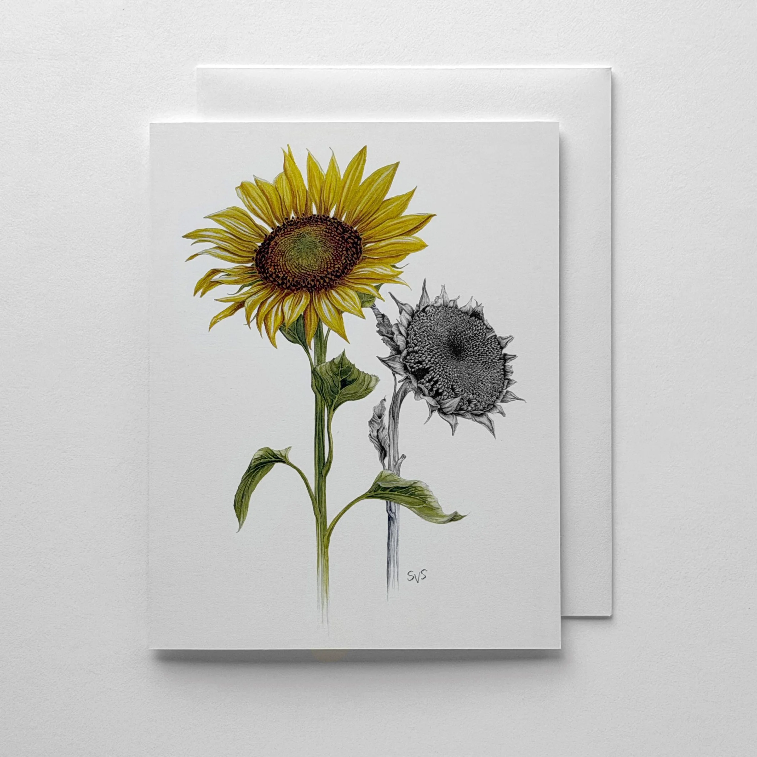 life cycle of a sunflower.jpg